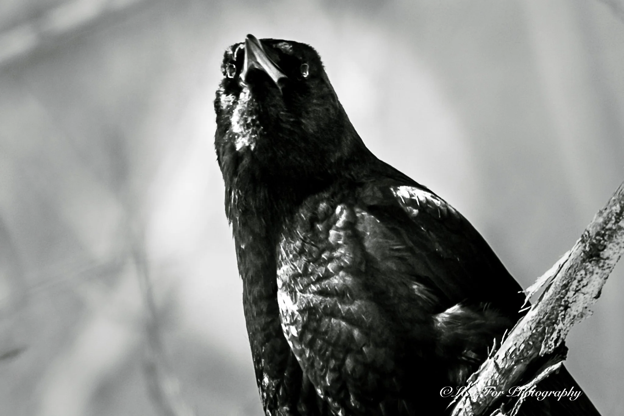 The Crow