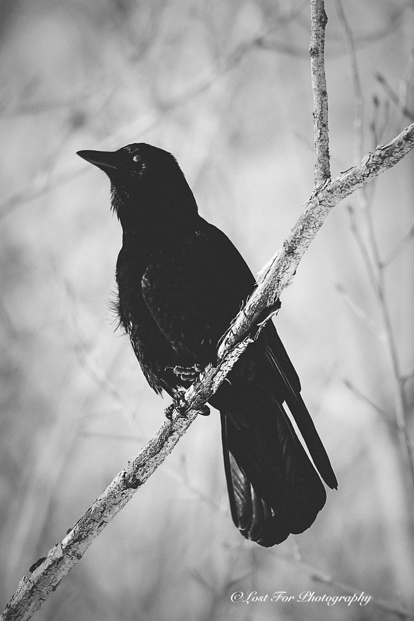 The Eerie Crow