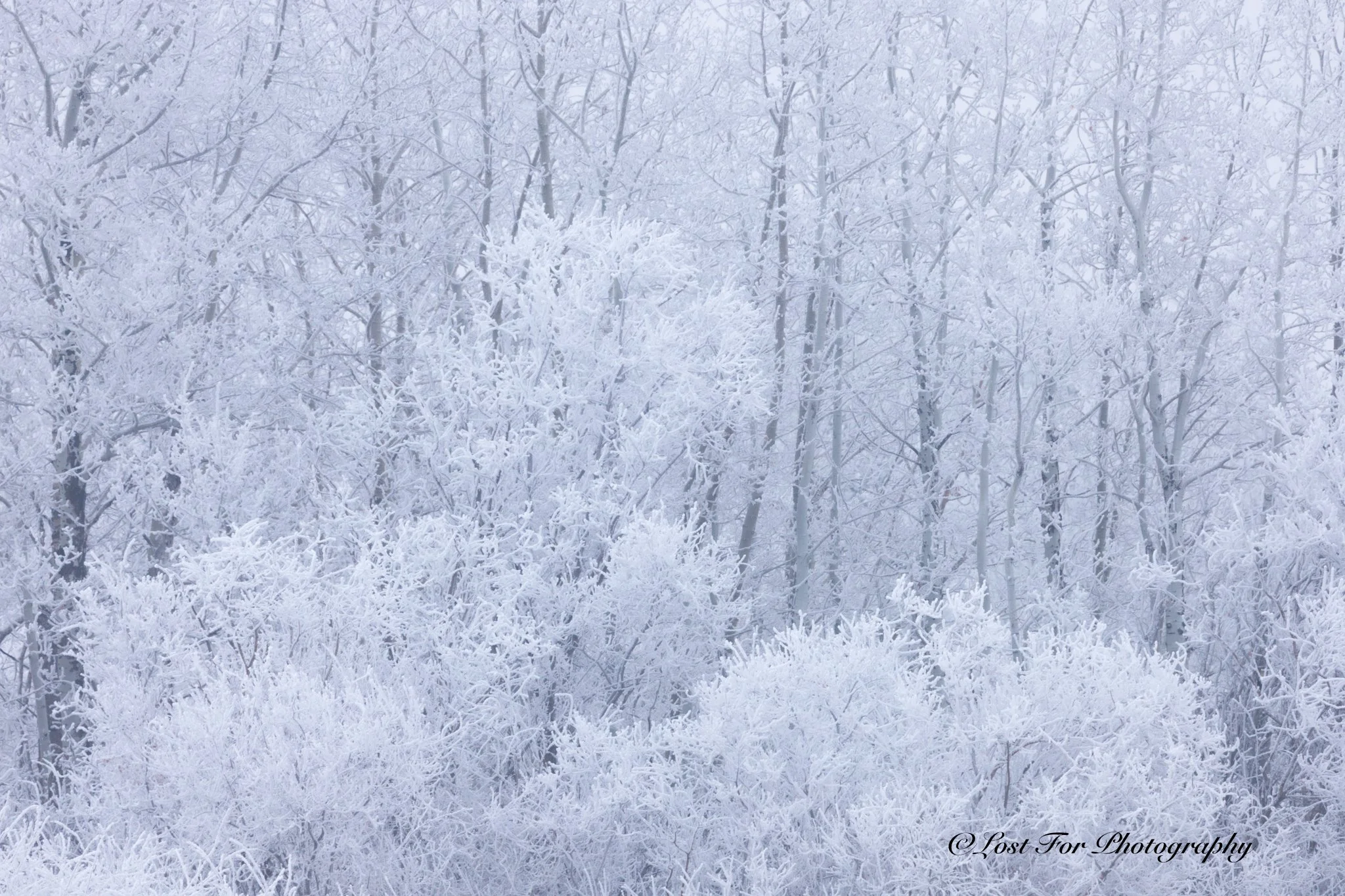 The Frosty Forest