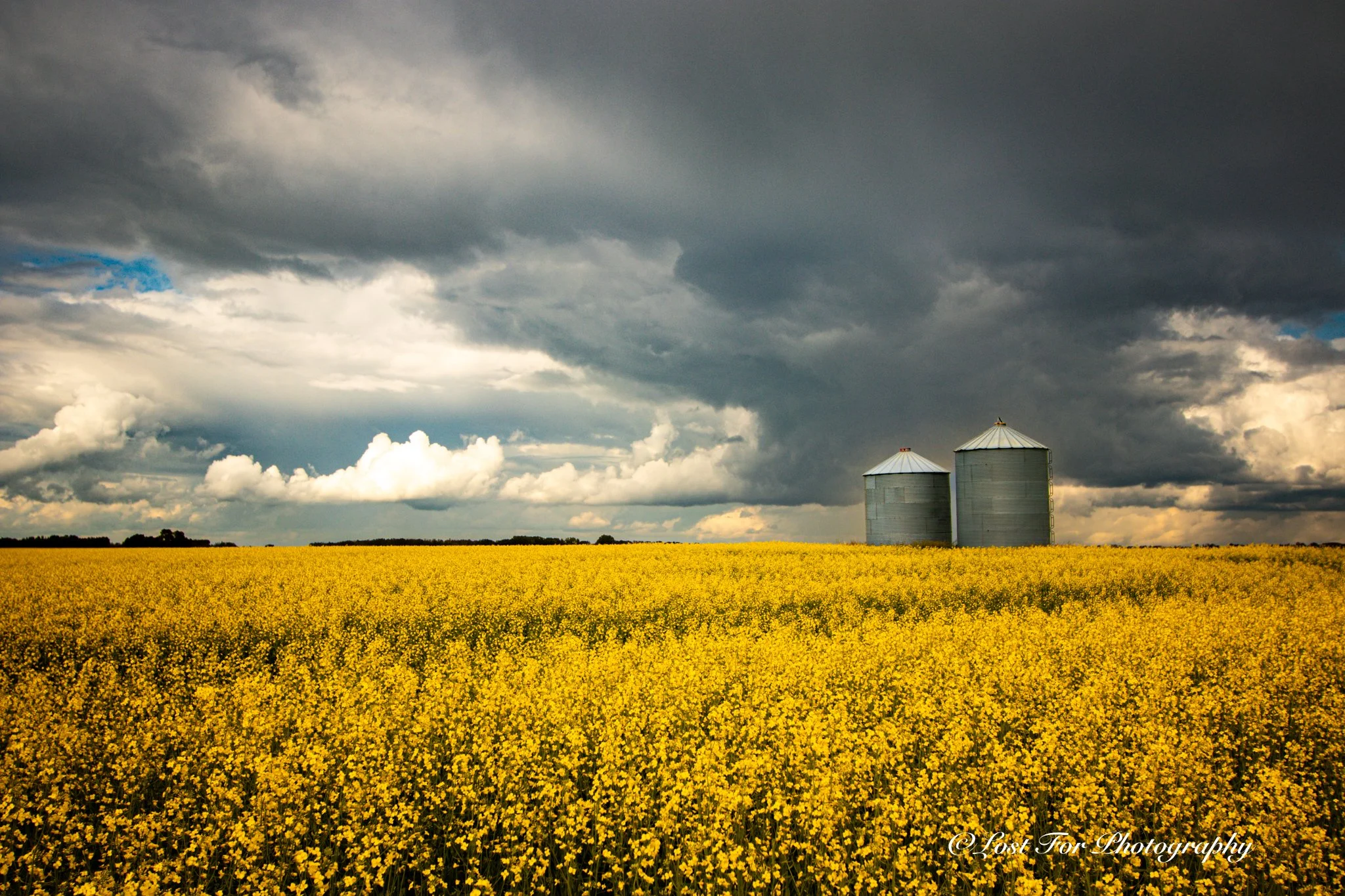 Canola Storm