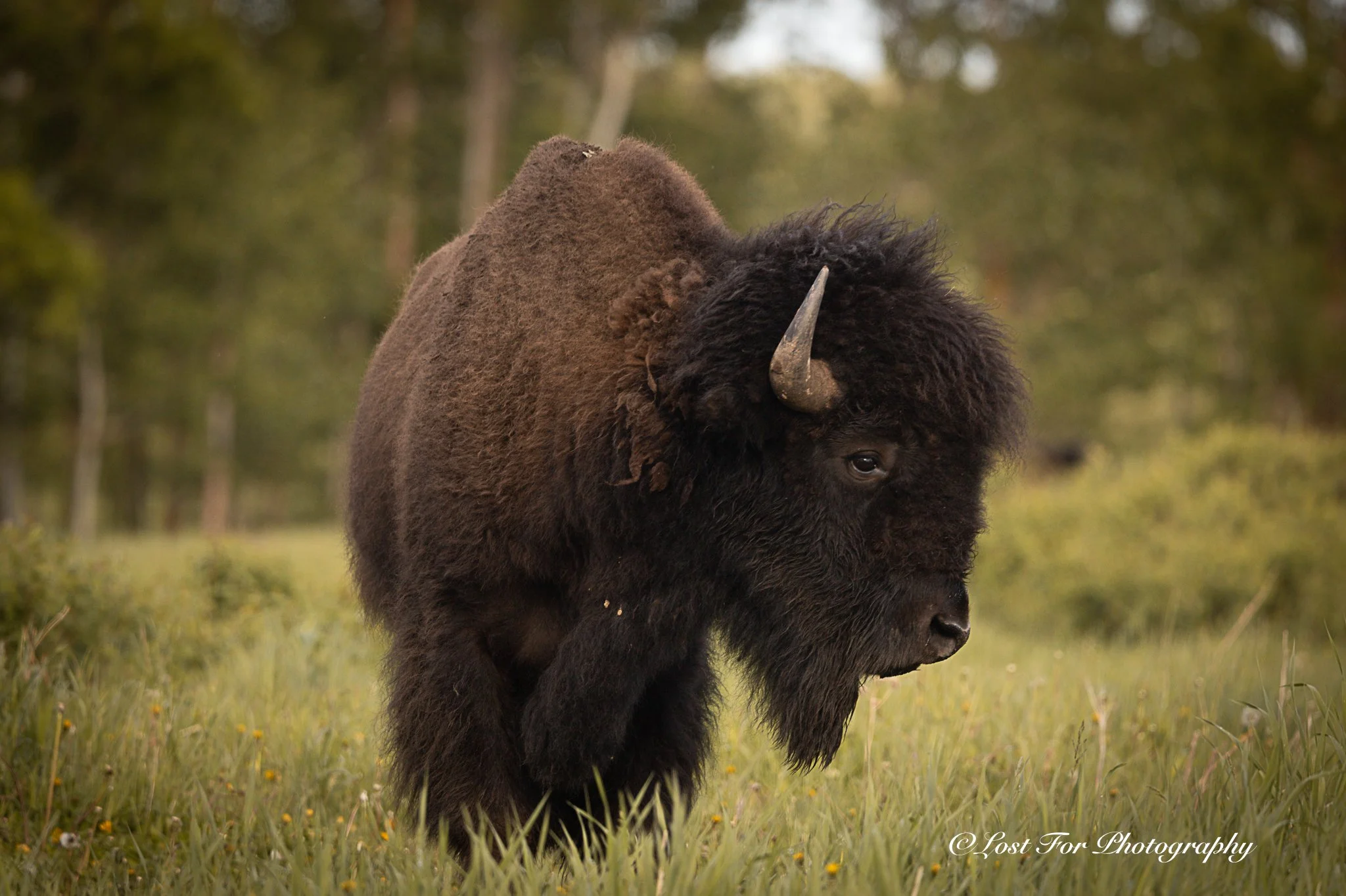 Plains Bison