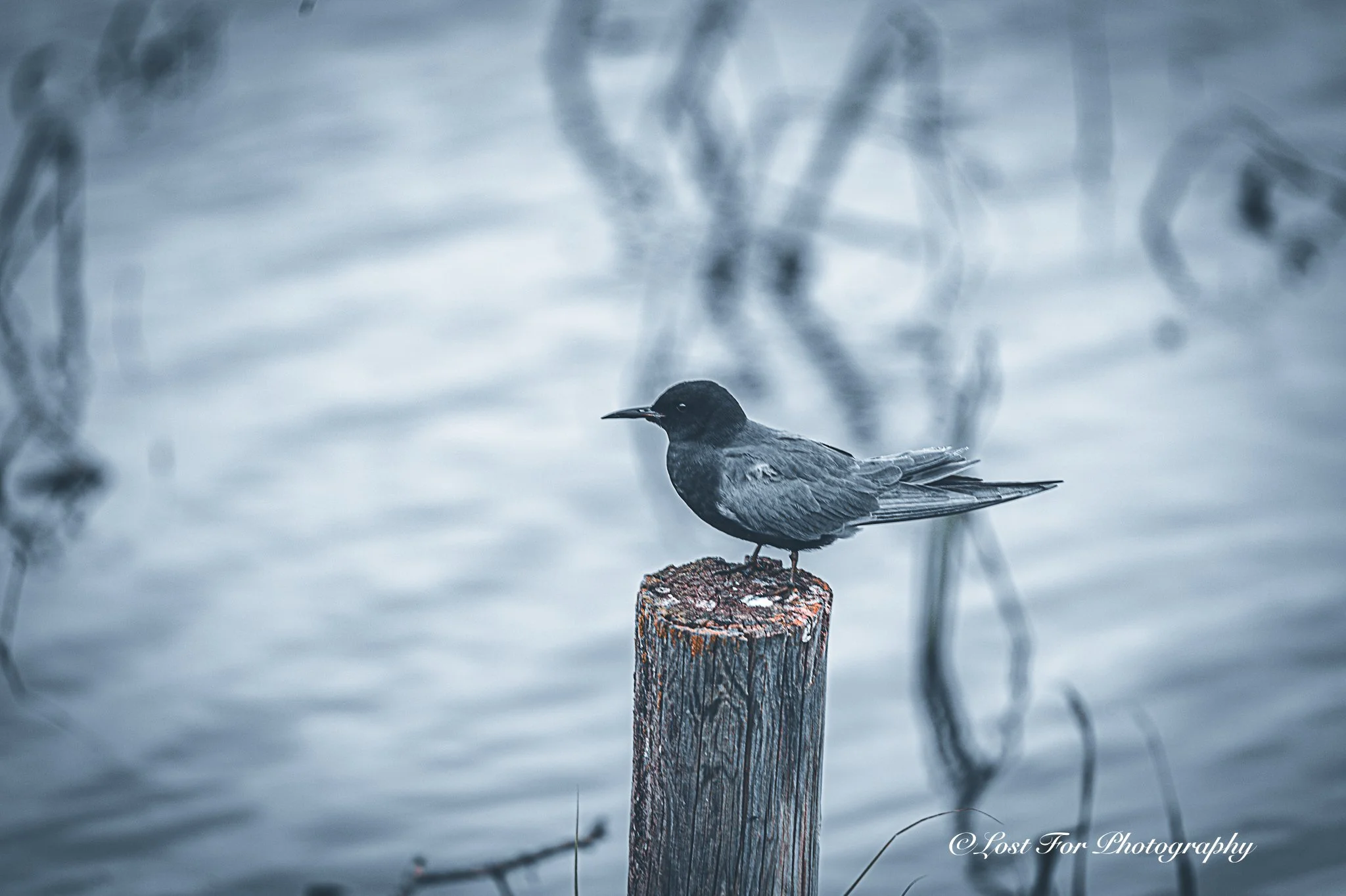 The Bird of Water