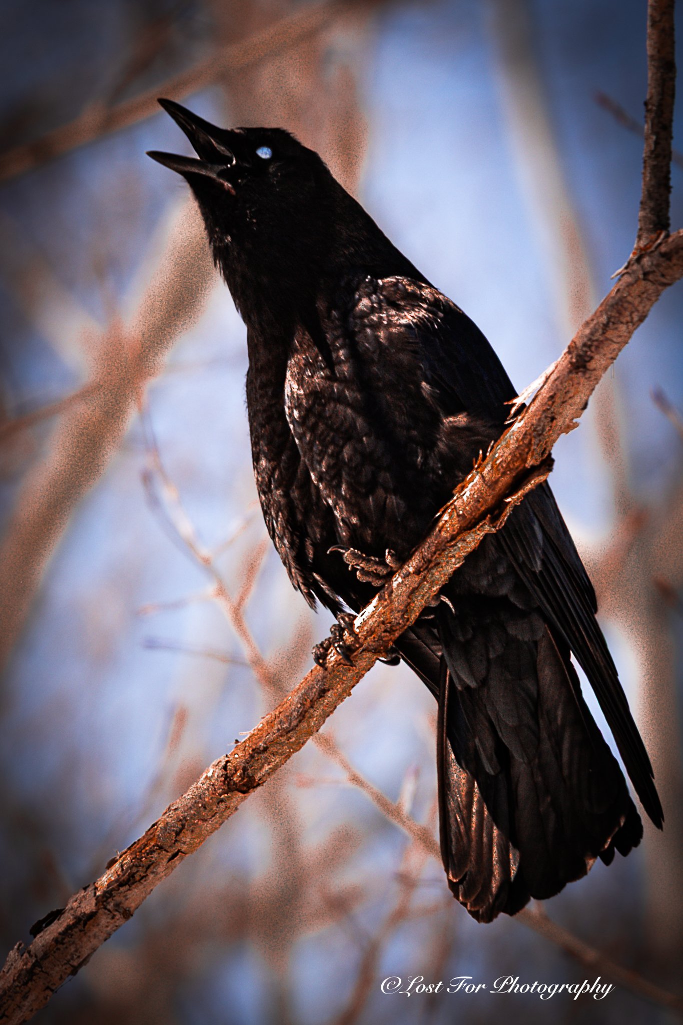 Cry of The Crow