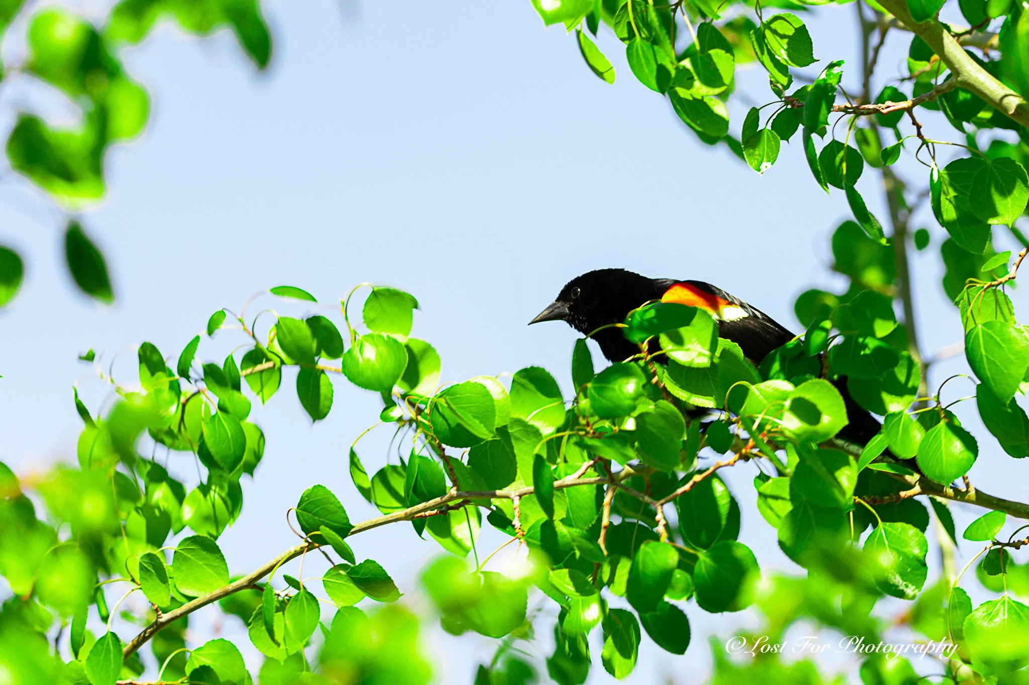 Red Wing In A Tree