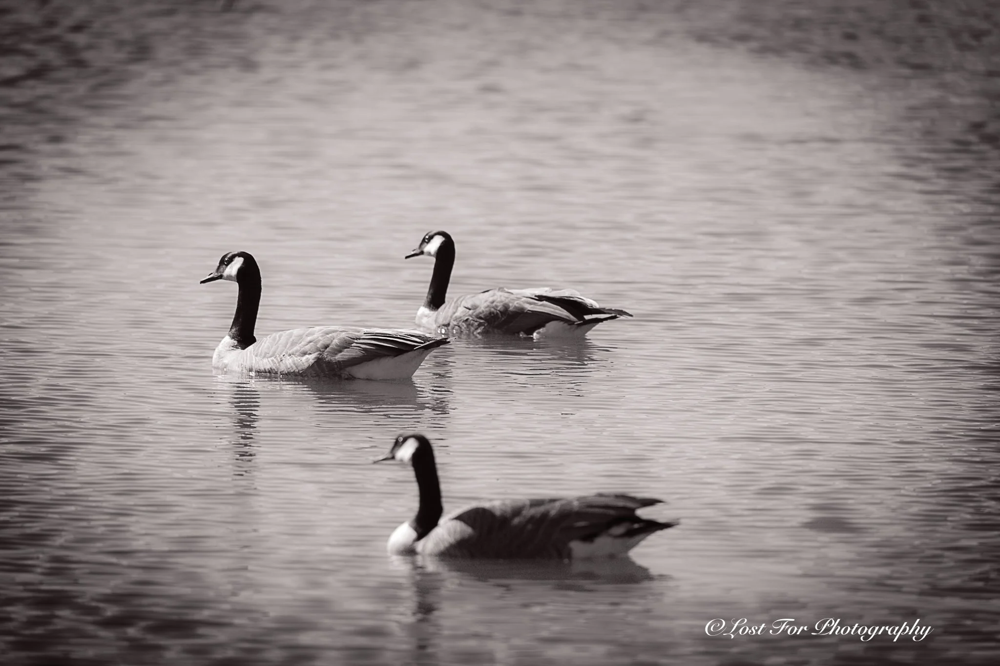 The Three Swimming