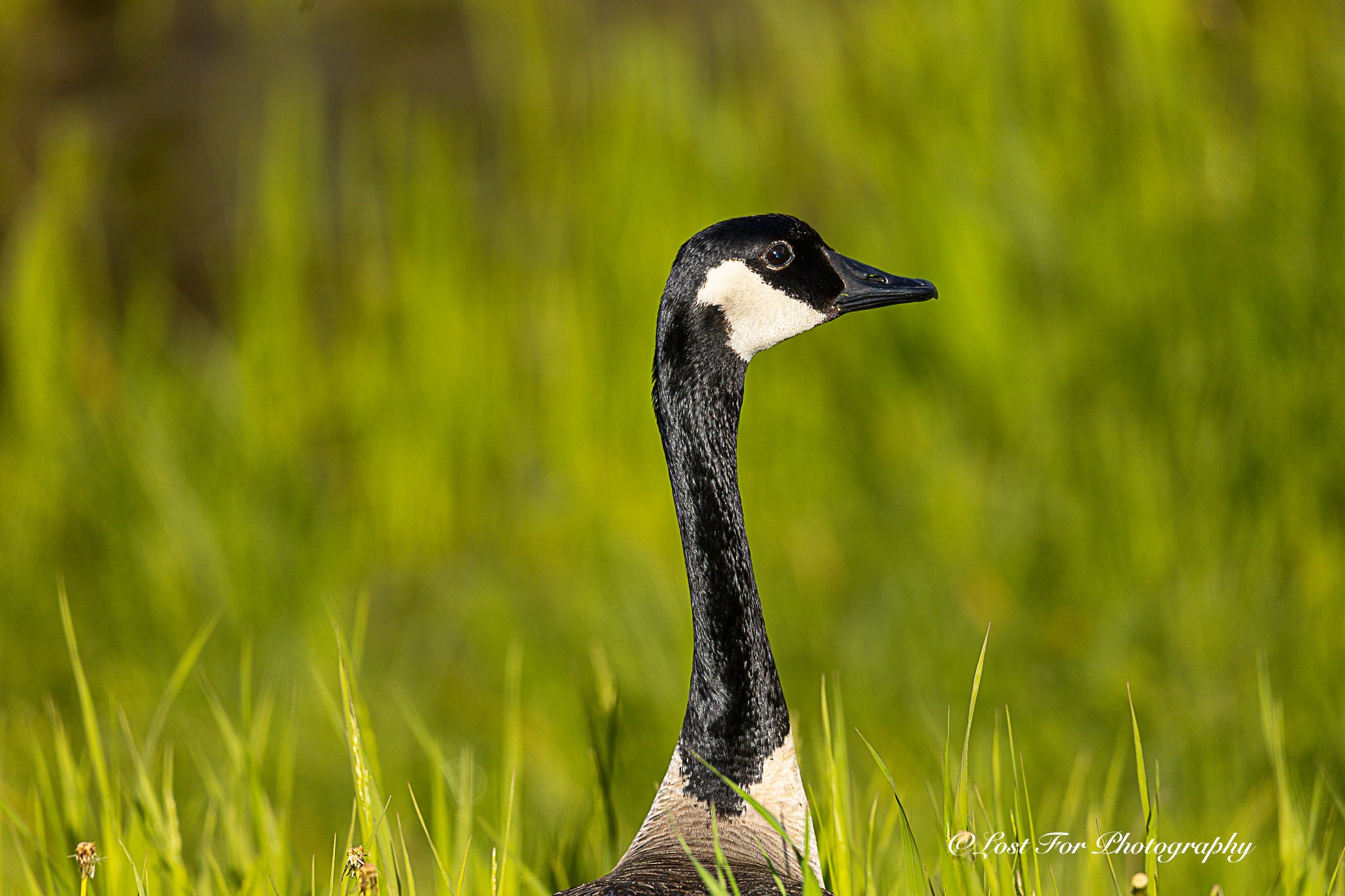 Miss Goose