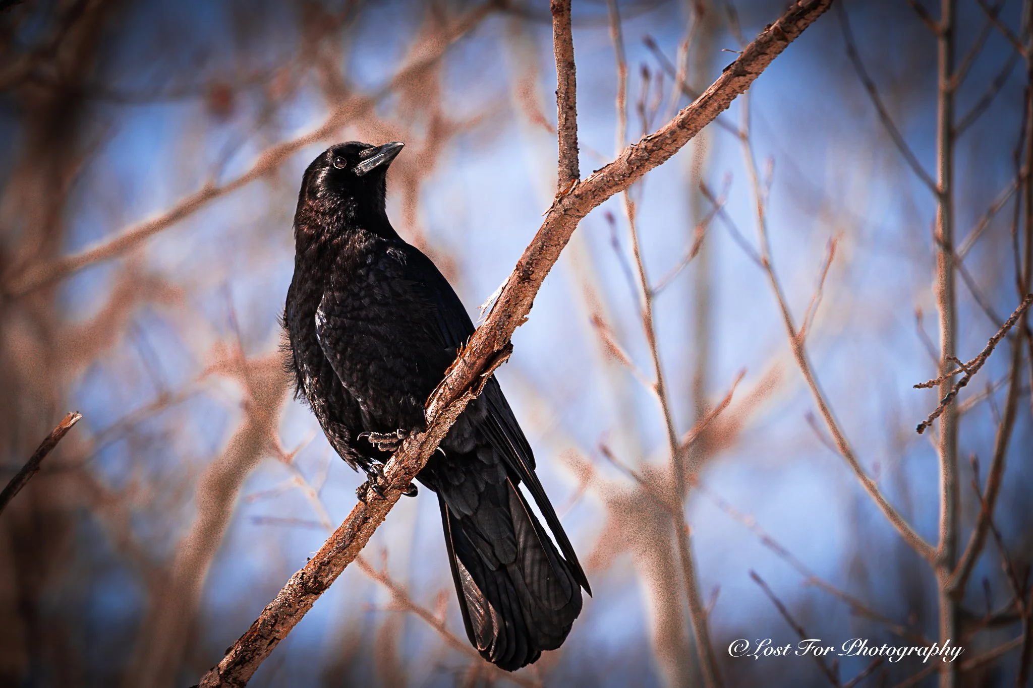 Eye of A Crow