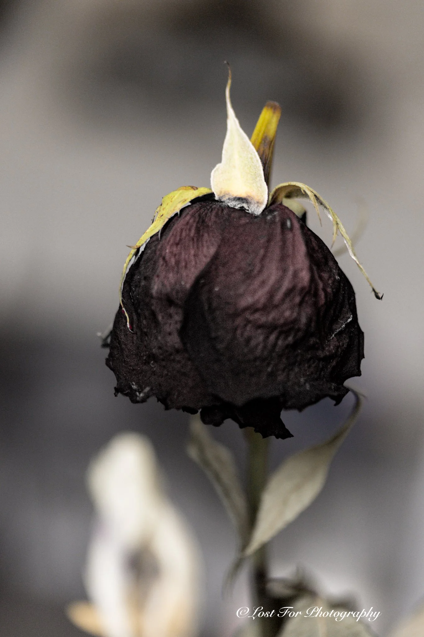 Wuthering Rose