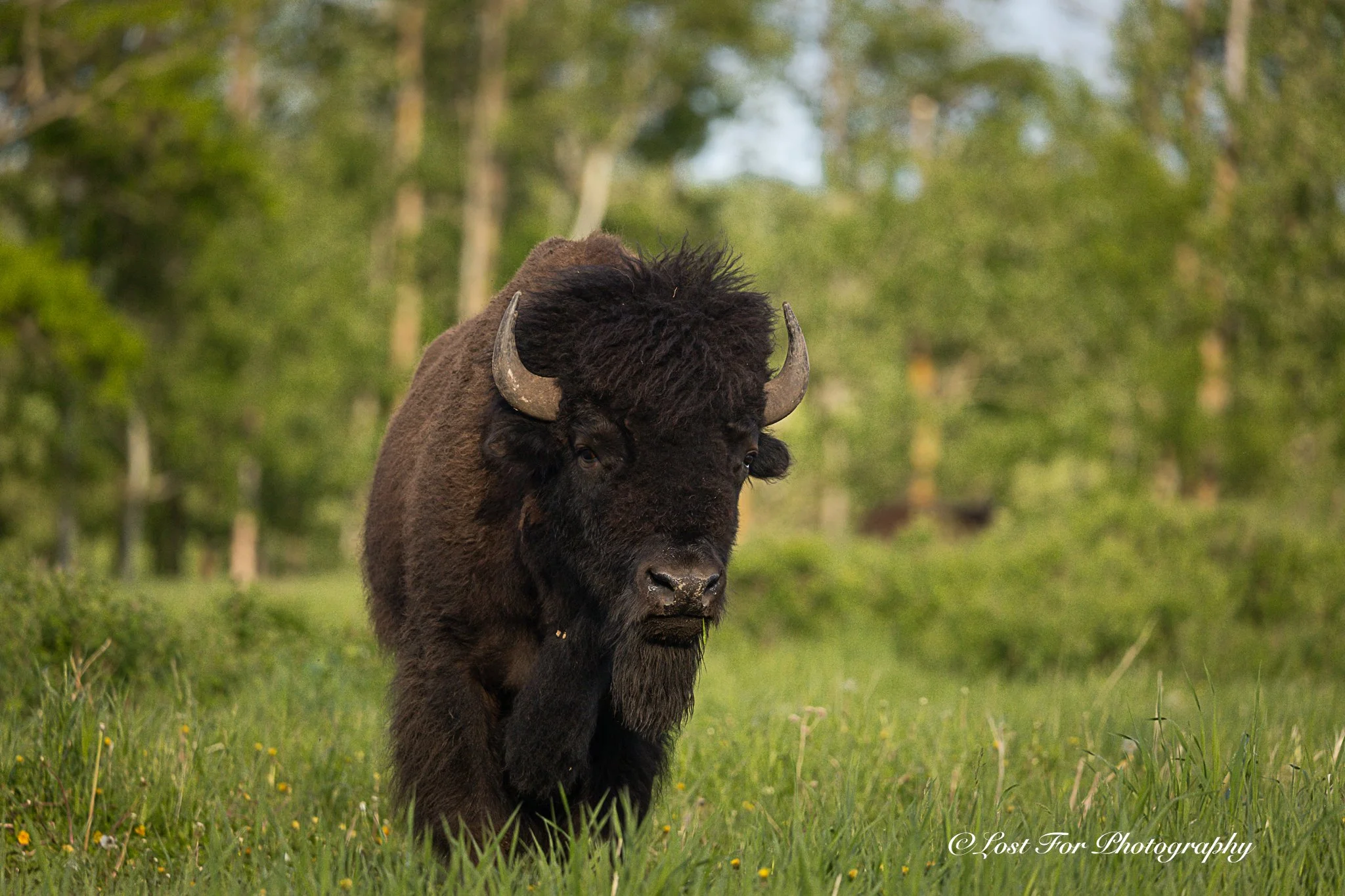 Plains Bison Sunset
