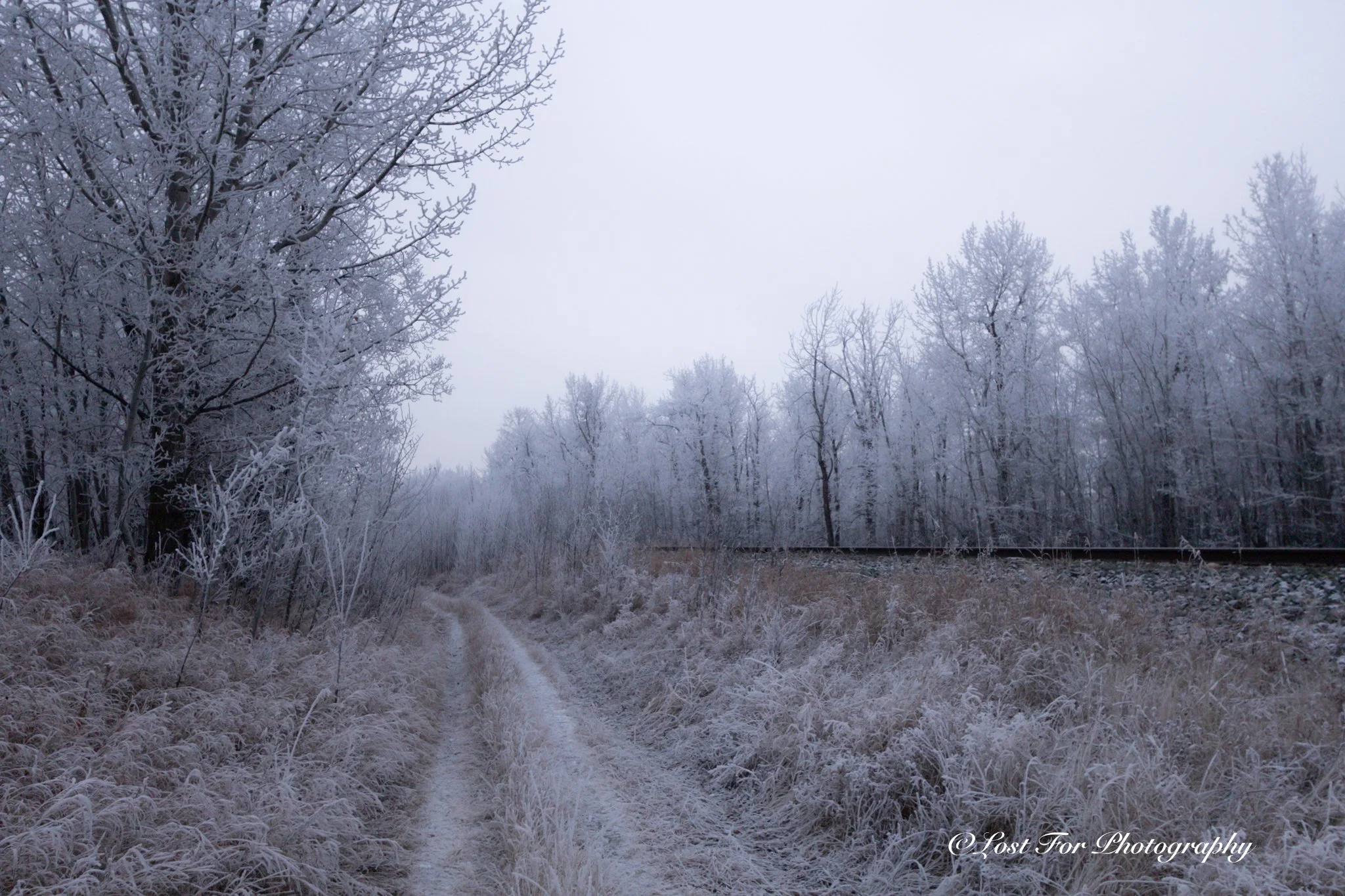 Tracks Into The Wilderness