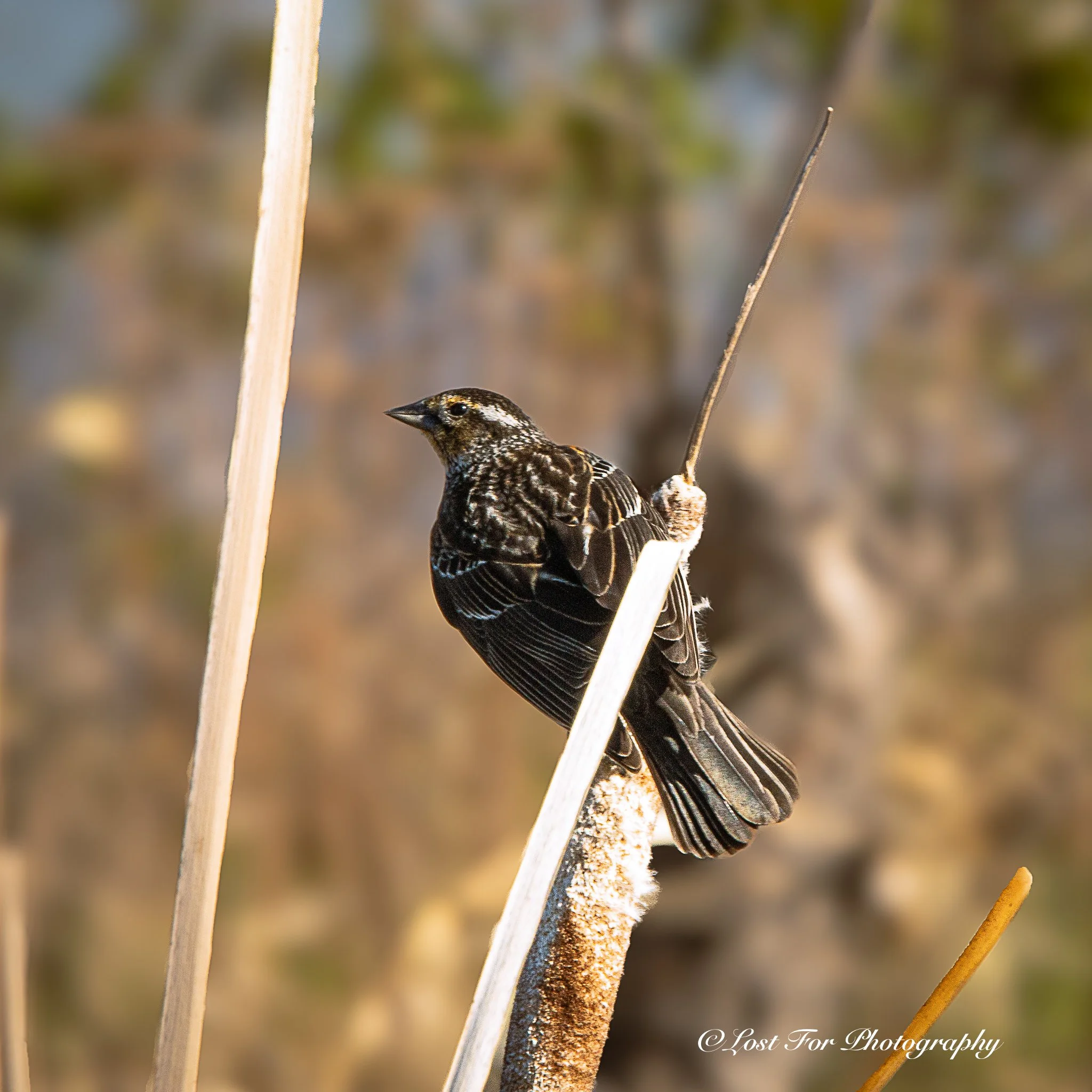 Song Sparrow