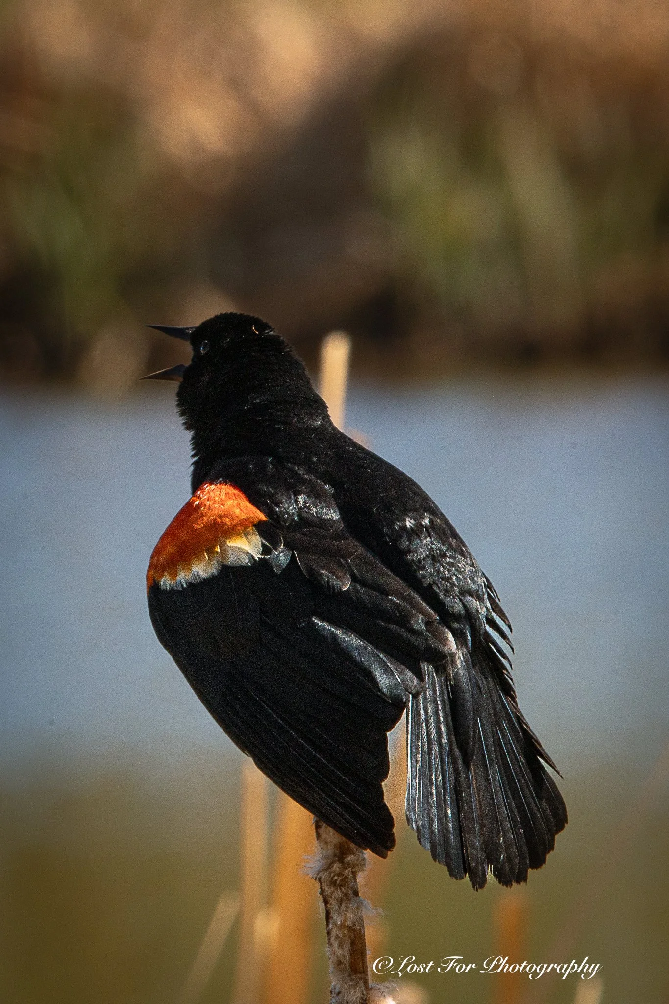 Chirp