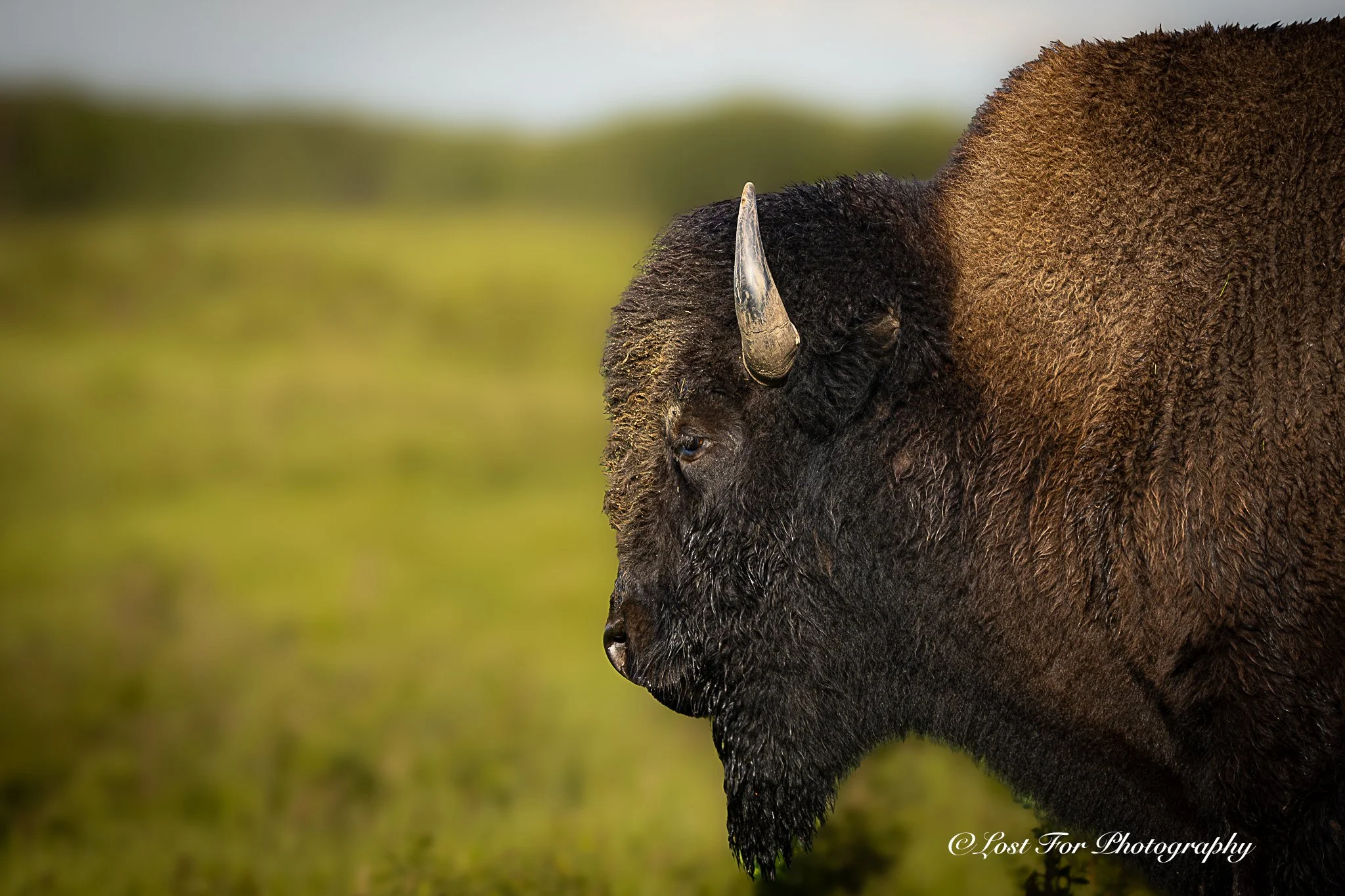 Mister Bison
