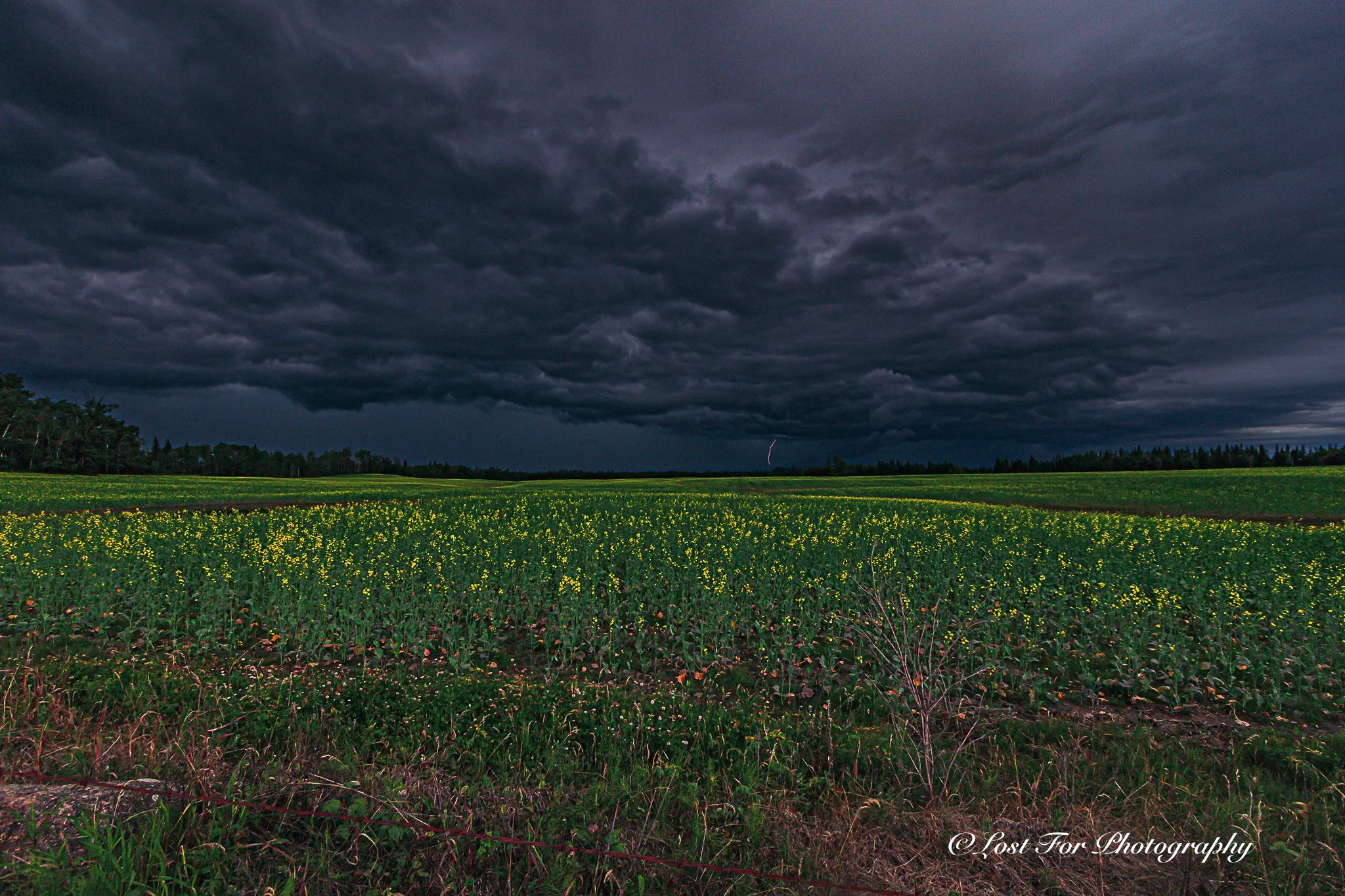 Lightning And Canola