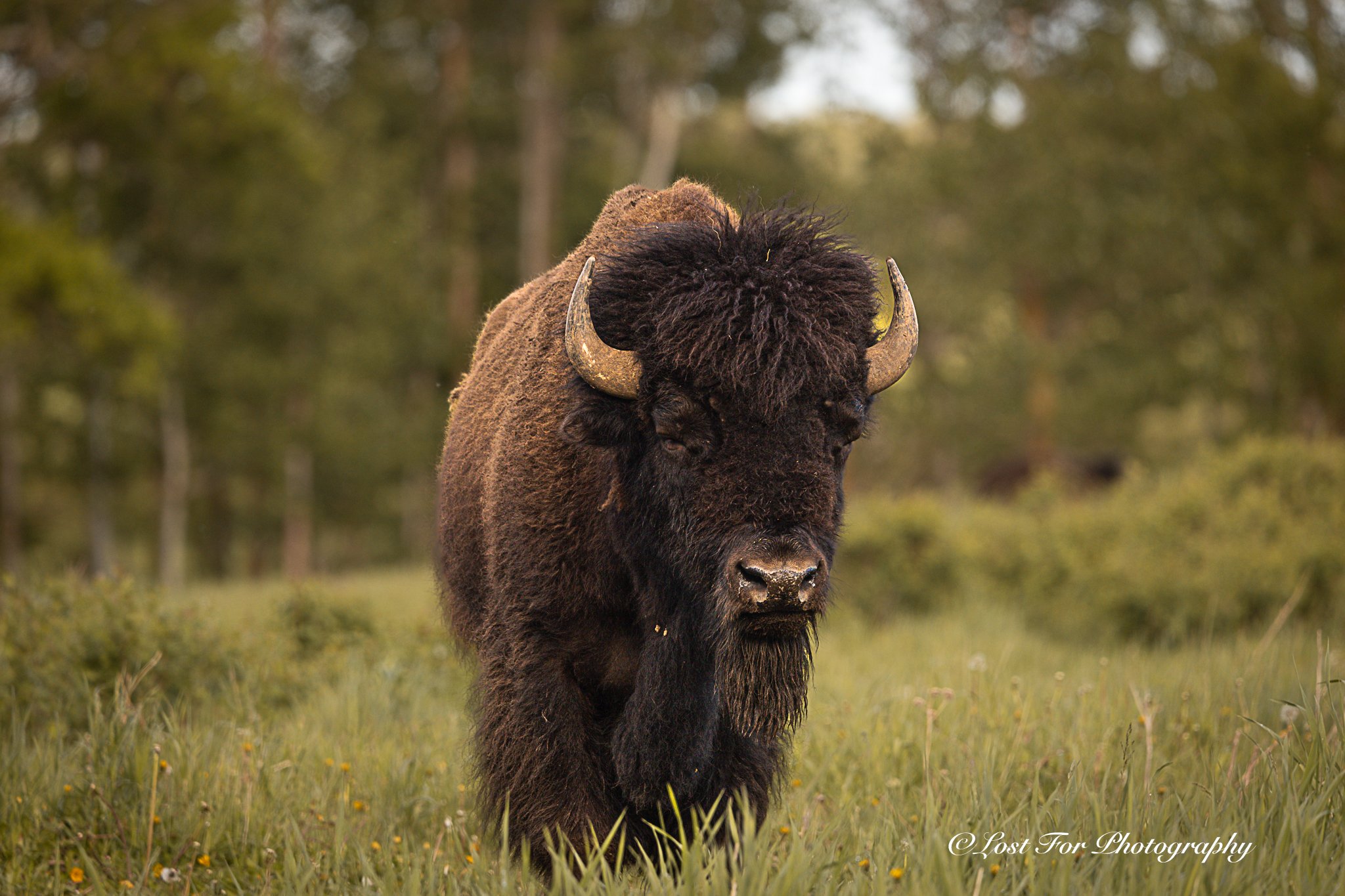 It's A Bison