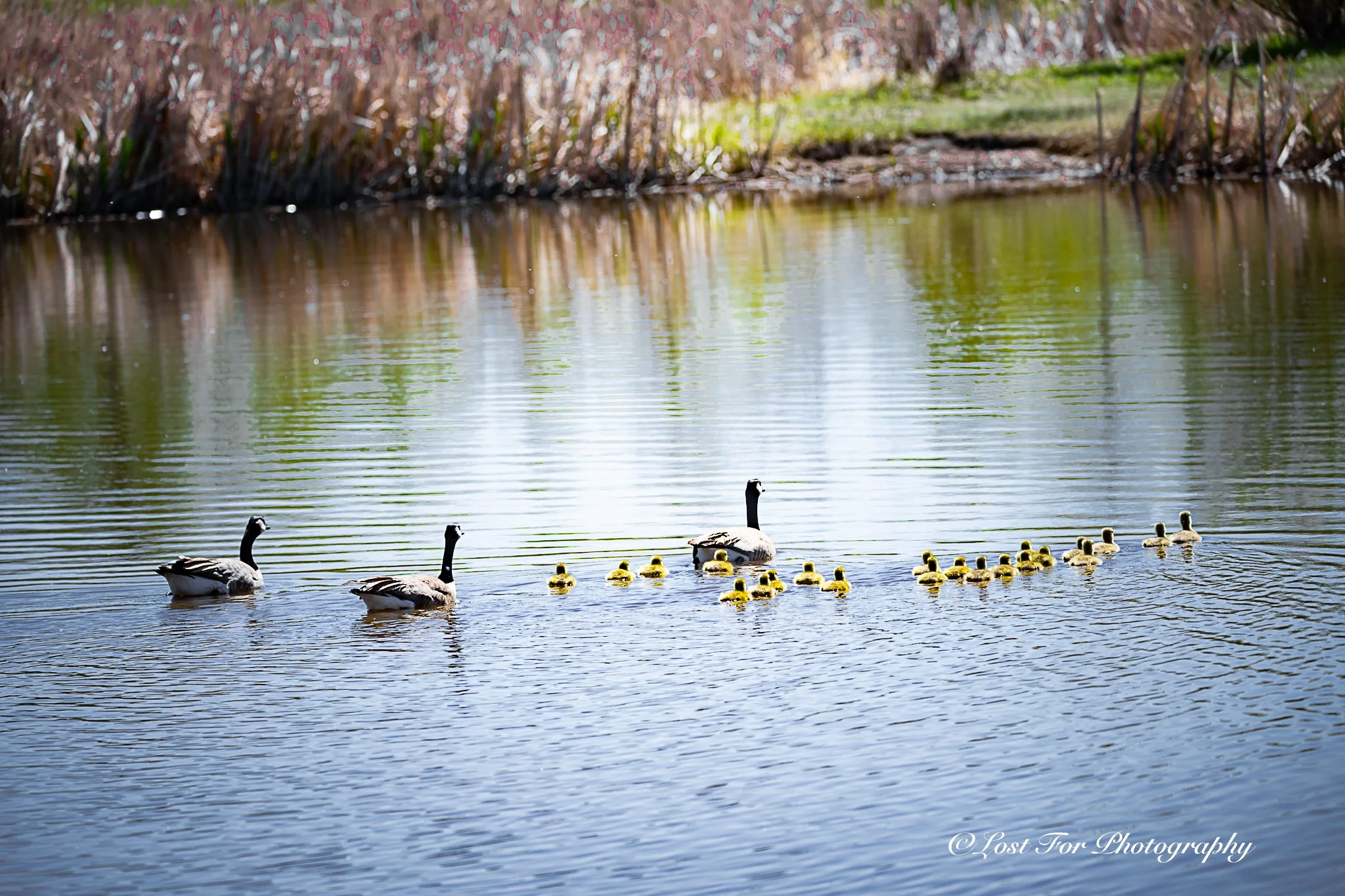 The Extended Family