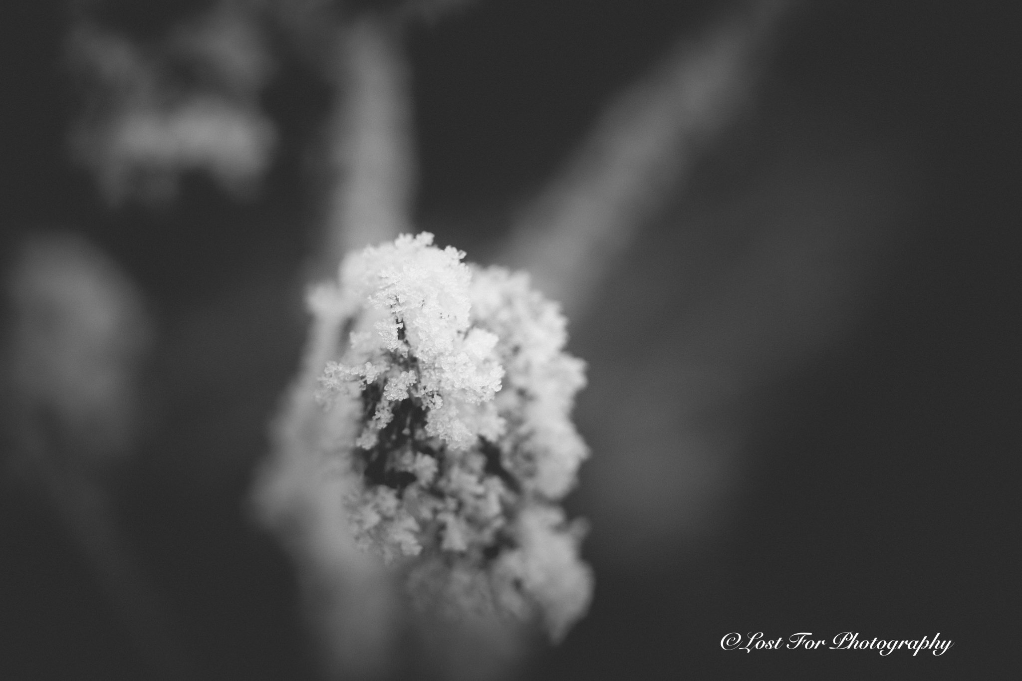 Hoar Frost