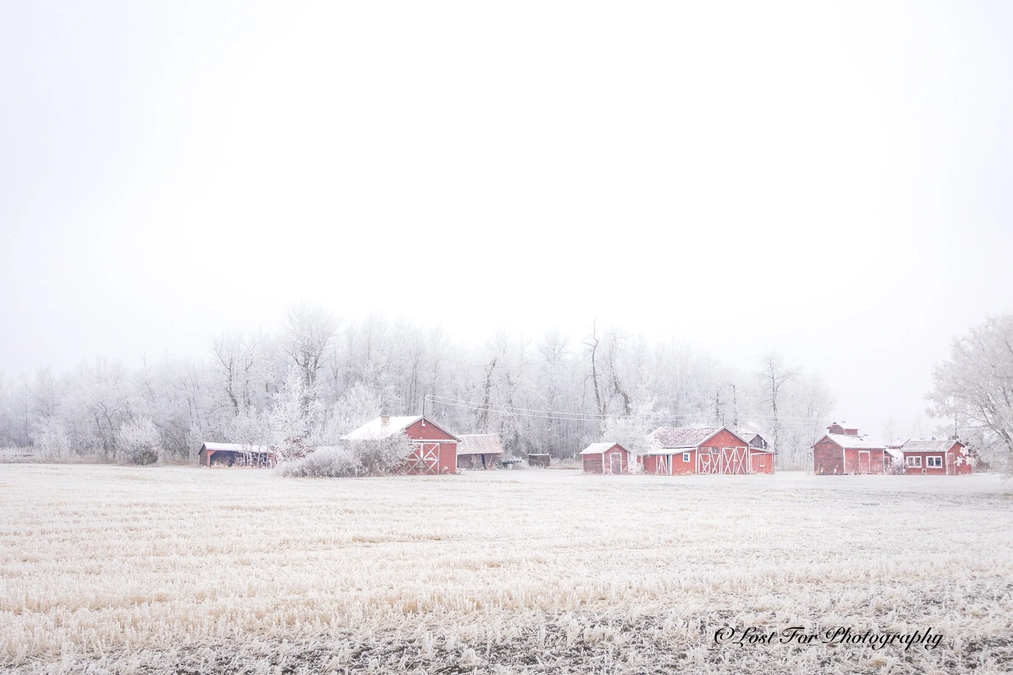 Abandoned In The Frost