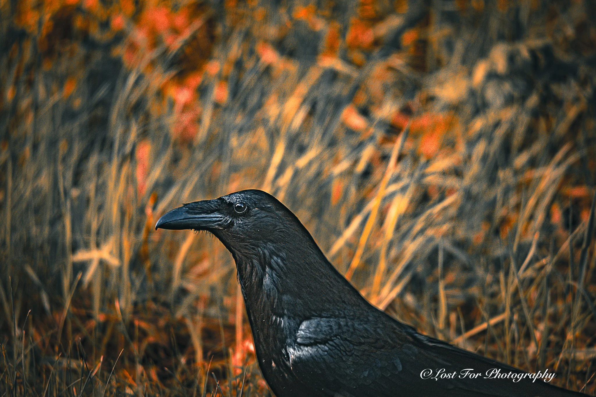 Orange Raven.jpg