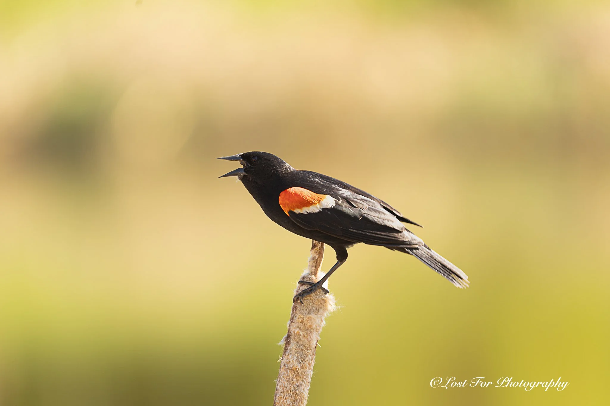 Red Wing Black Bird