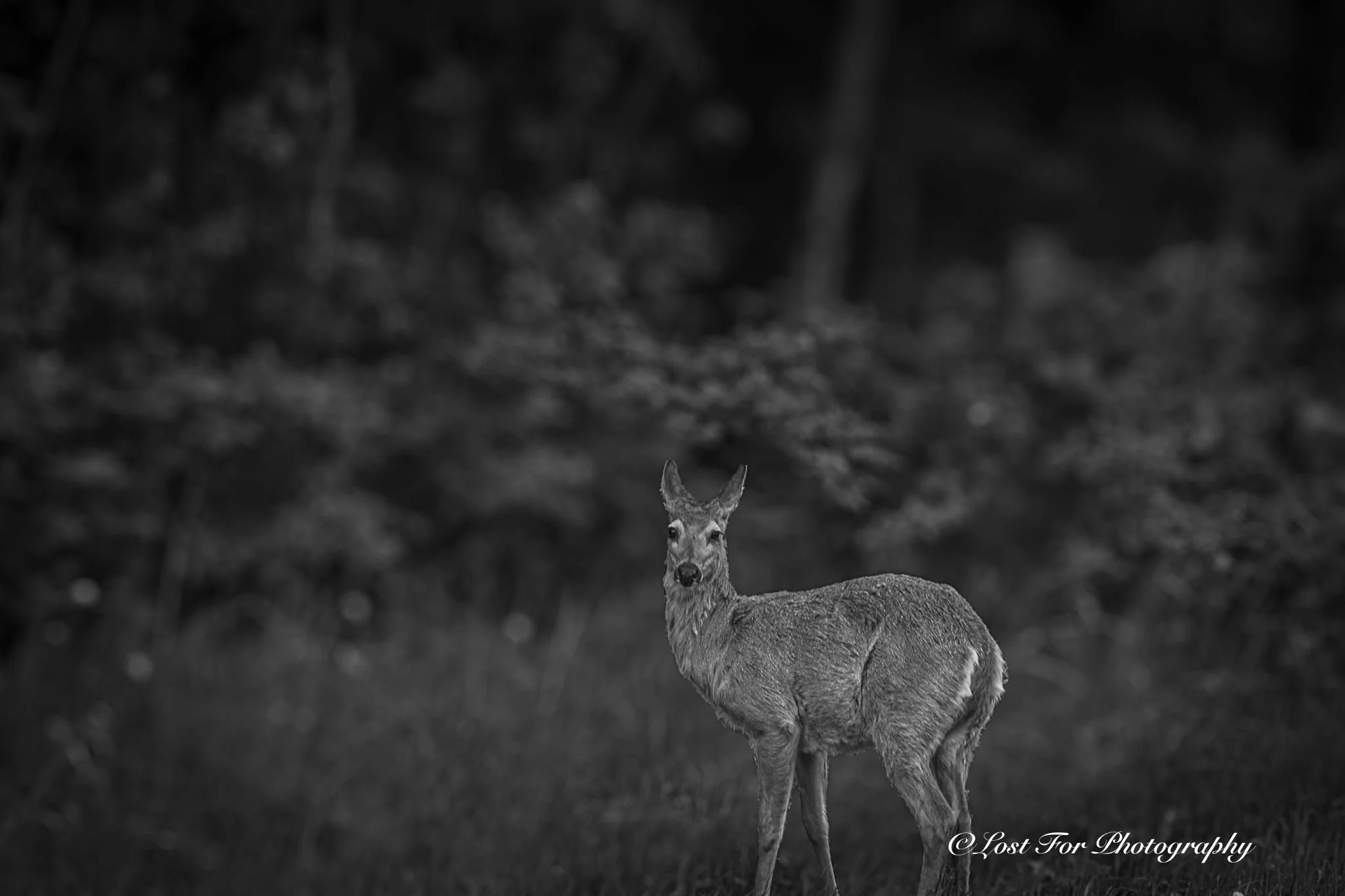 Deer Afternoon