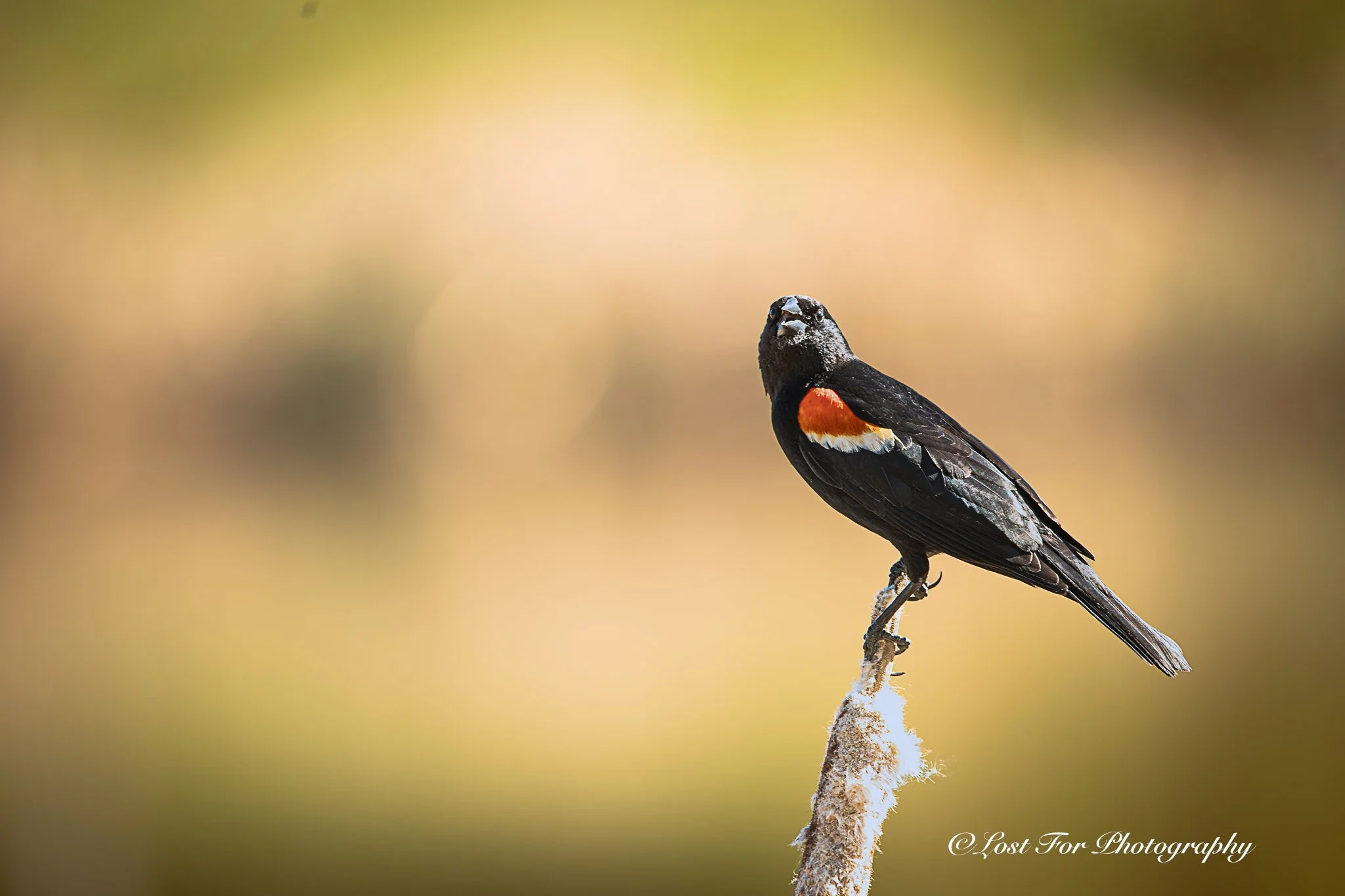 The Red Wing Song Bird