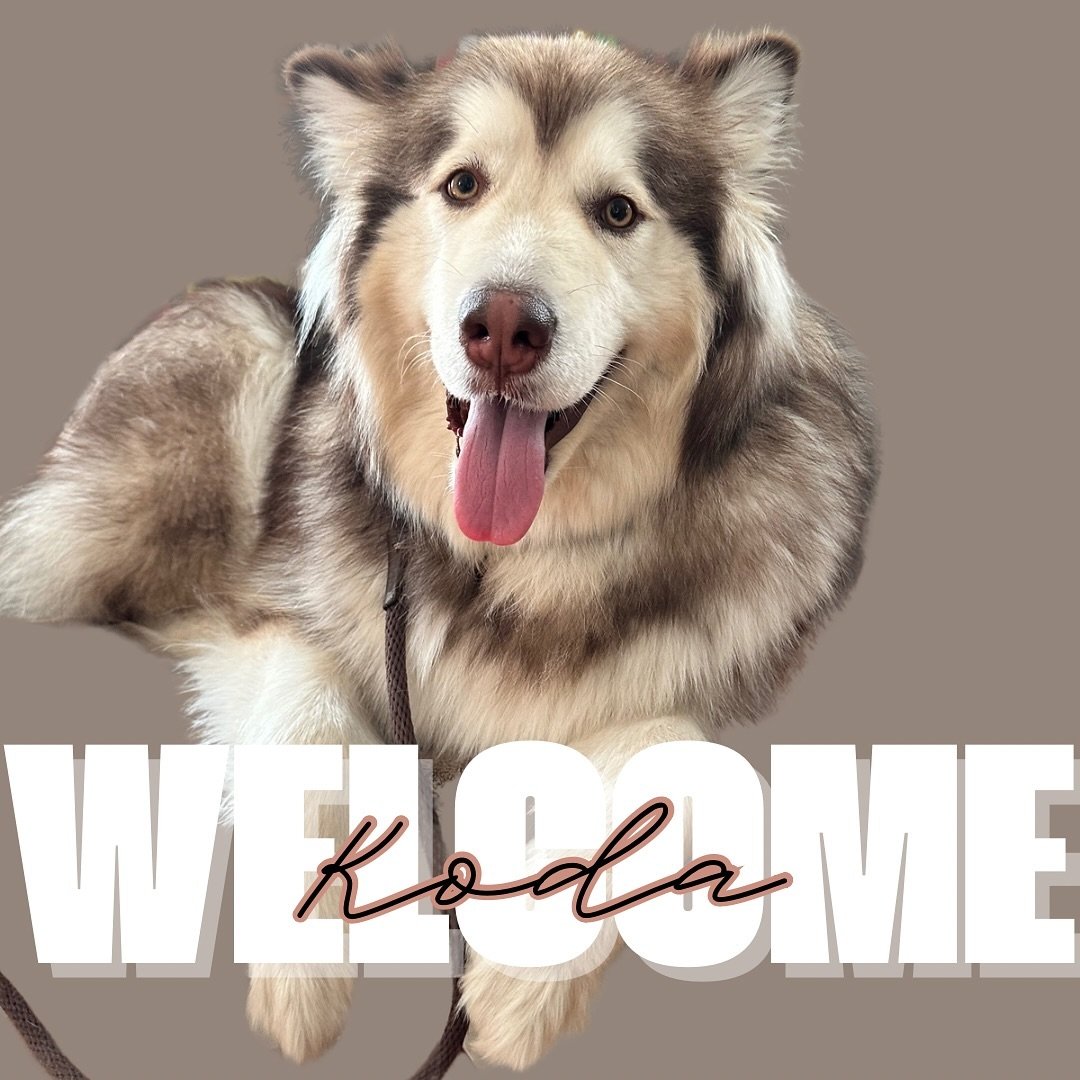 The first board &amp; train of 2025 🐾 Koda is here to learn to manage his emotions and be able to calm himself down when he gets really excited 🤎