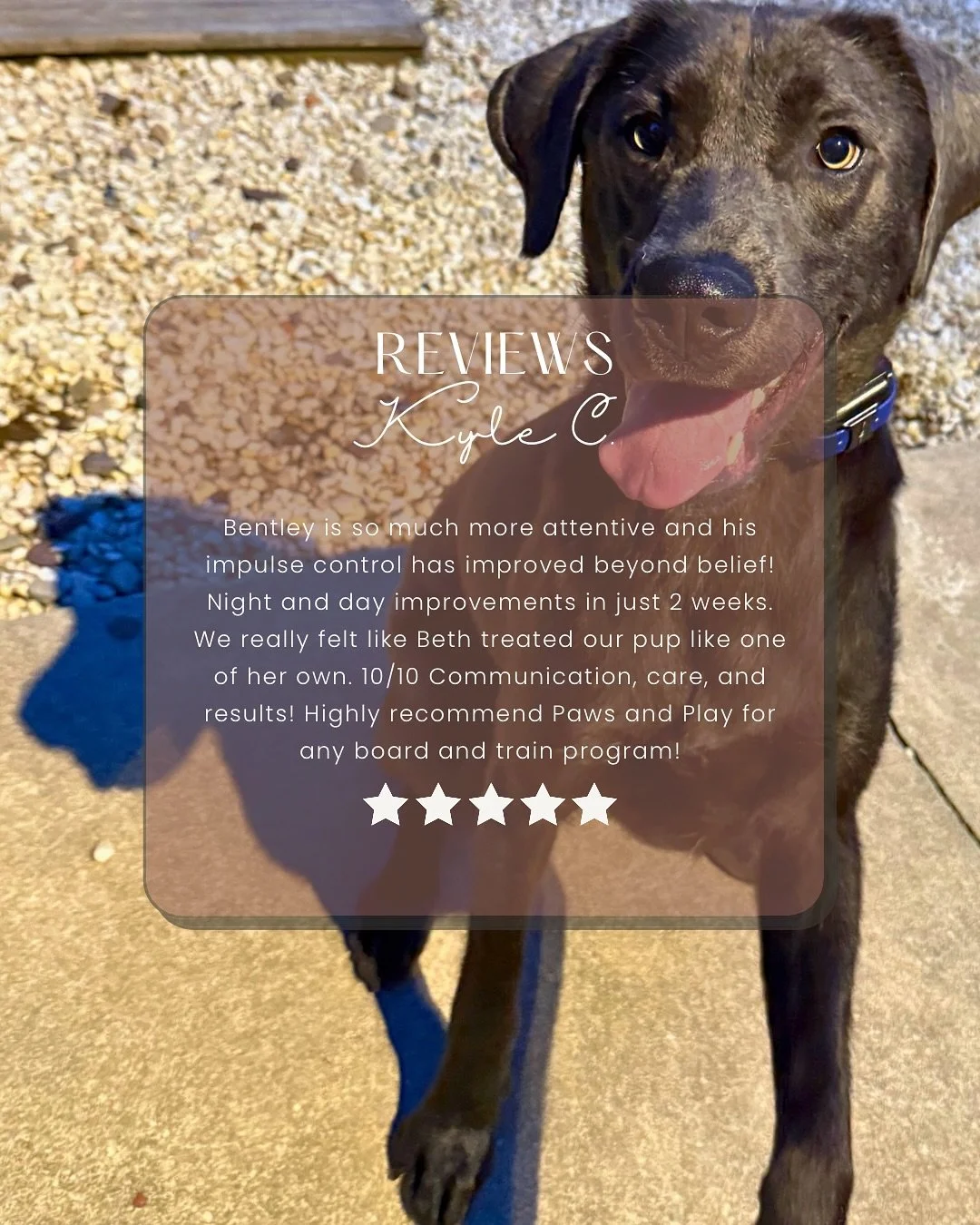 ✨ Bentley&rsquo;s transformation = everything! ✨
After just 2 weeks in our board and train program, this 13-month-old lab is more attentive, has better impulse control, and is thriving 💪🐾
We&rsquo;re so grateful for amazing pet parents who trust us