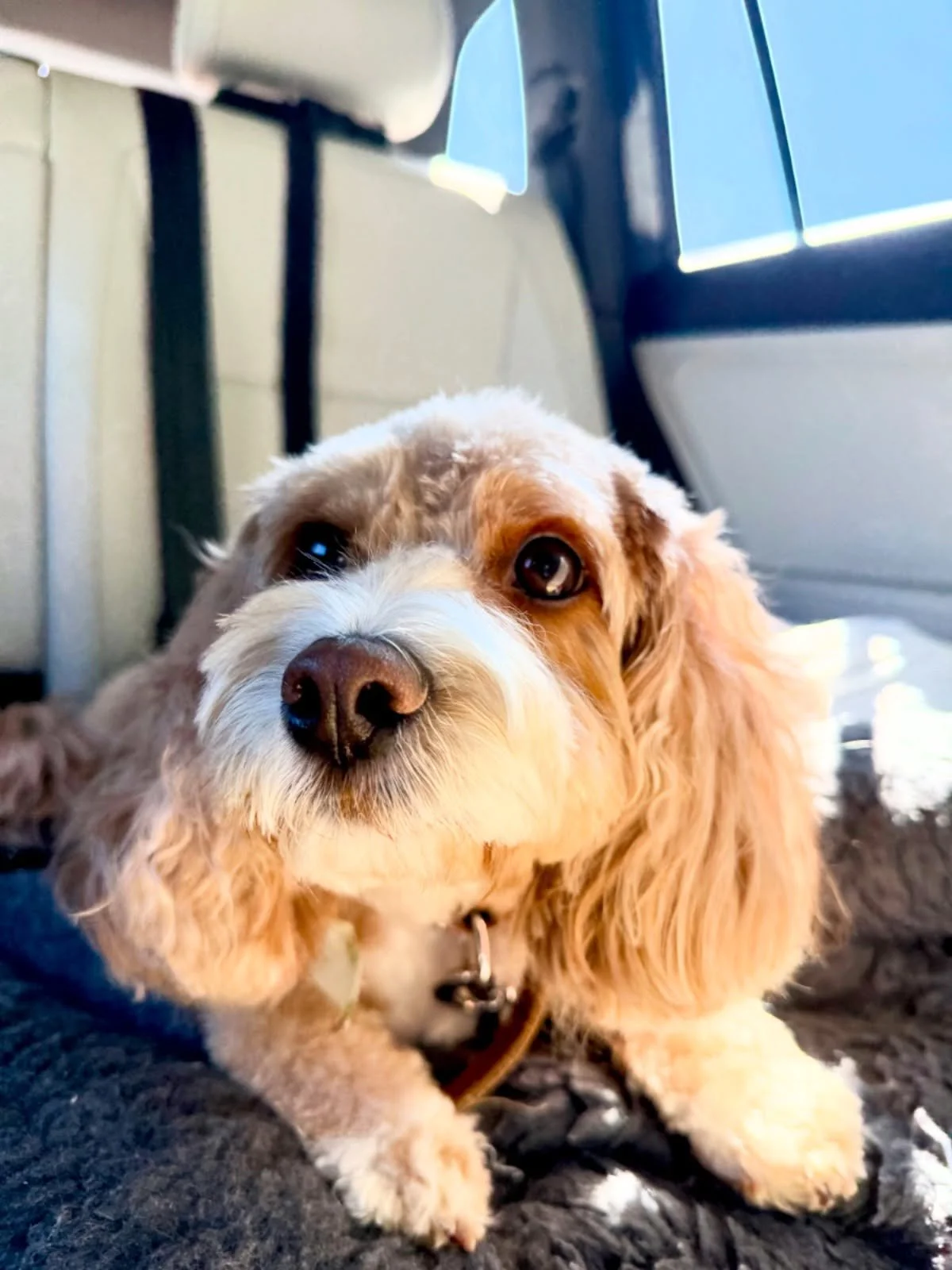 From doorstep to doggy staycation 🐶💼✨ Serving pups in Toms River and Ocean/Monmouth County with safe, cozy rides to and from boarding. Because every adventure should start with comfort. ❤️ #pawsandplay #tomsriverlocal #oceancountypetsitting