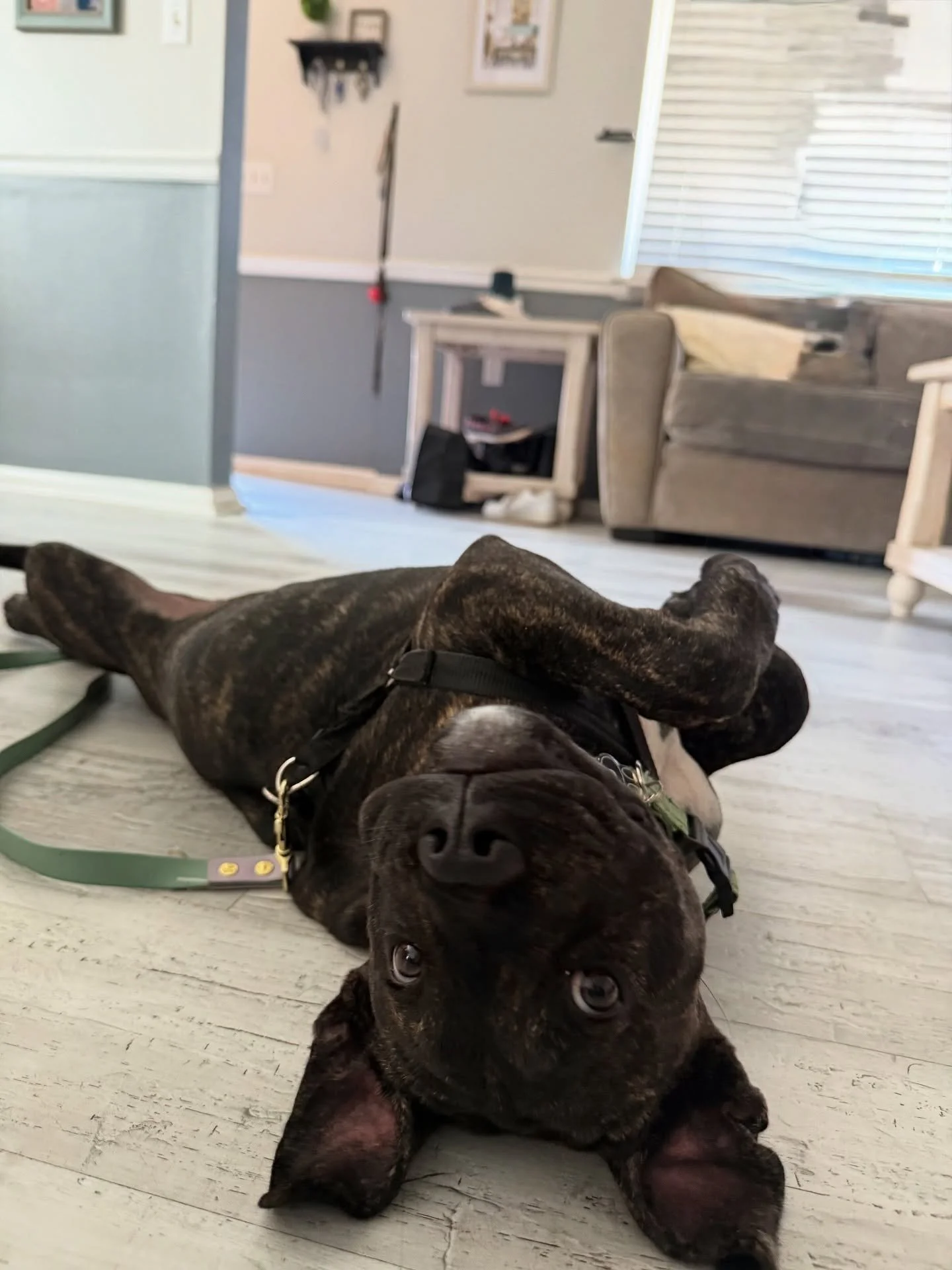 Puppies don&rsquo;t come with a manual&mdash;but training gives them the structure they need to thrive. The earlier you start, the smoother the journey will be! 💛

Here are 3 actionable tips you can use today:

1️⃣ Name + Reward &rarr; Say your pup&