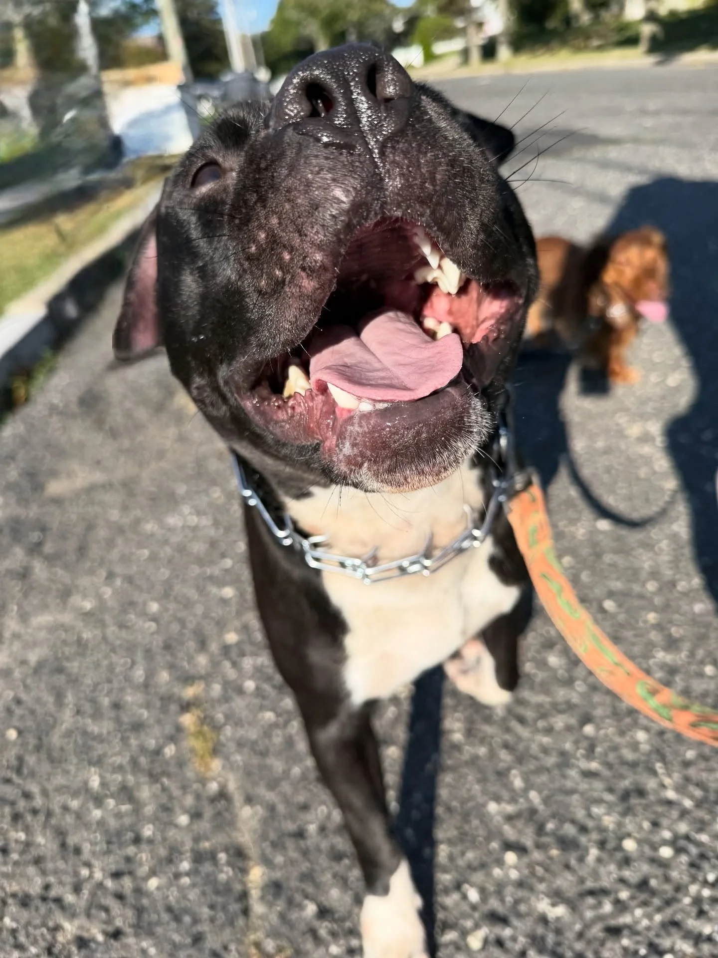 ✨Structure = Freedom✨
Dogs thrive when they know what&rsquo;s expected of them. Giving your pup clear boundaries and a &ldquo;job&rdquo; doesn&rsquo;t make them sad&mdash;it makes them secure, confident, and able to truly enjoy life. 🐾

When your do
