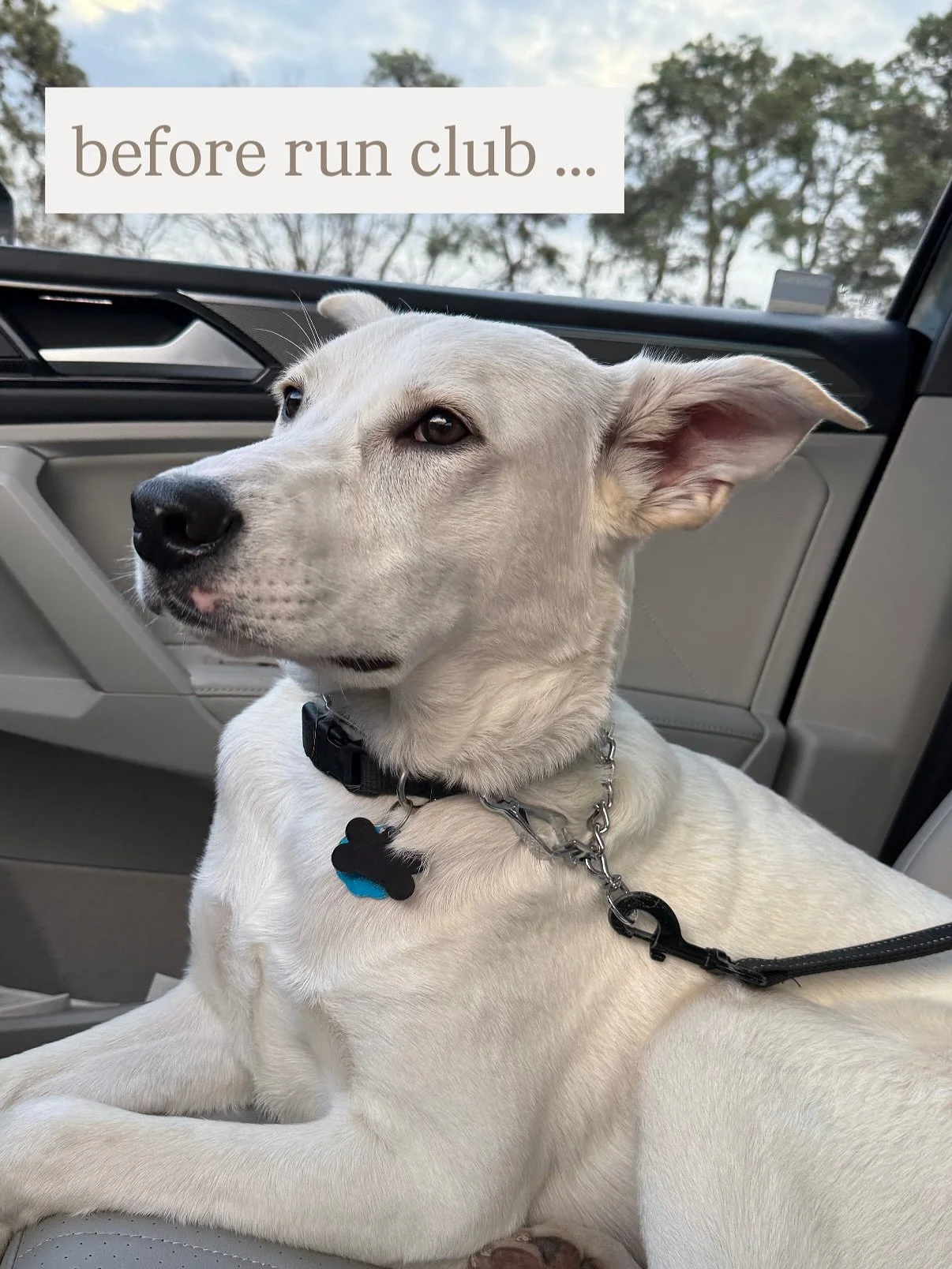 Rocky had the best time this morning getting to run with the awesome crew @run732runclub

We&rsquo;re more than just boarding, we&rsquo;re real world adventures for your pup while you&rsquo;re away 🐶