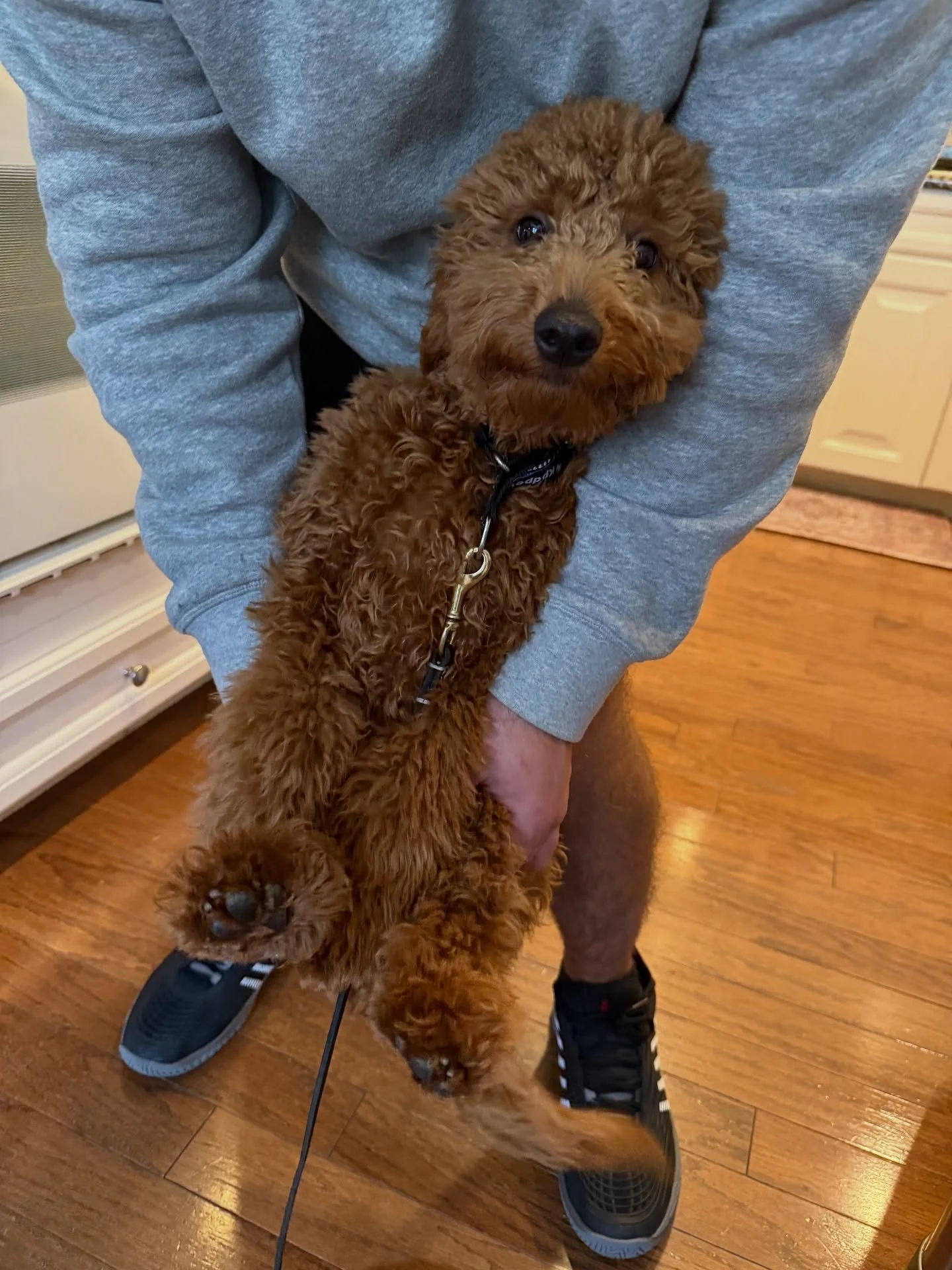 First session with this cutie! Professional snuggler, natural learner, and already stealing hearts. ✨🐶