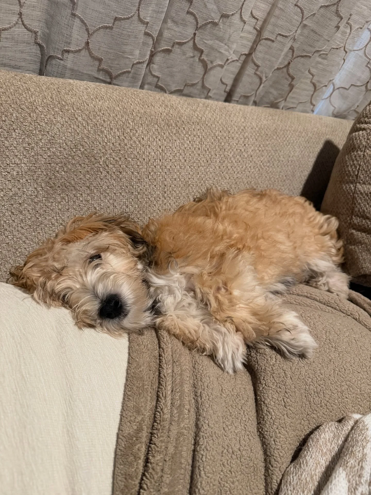 Sunday&rsquo;s are for couch snuggles 😴🥰
