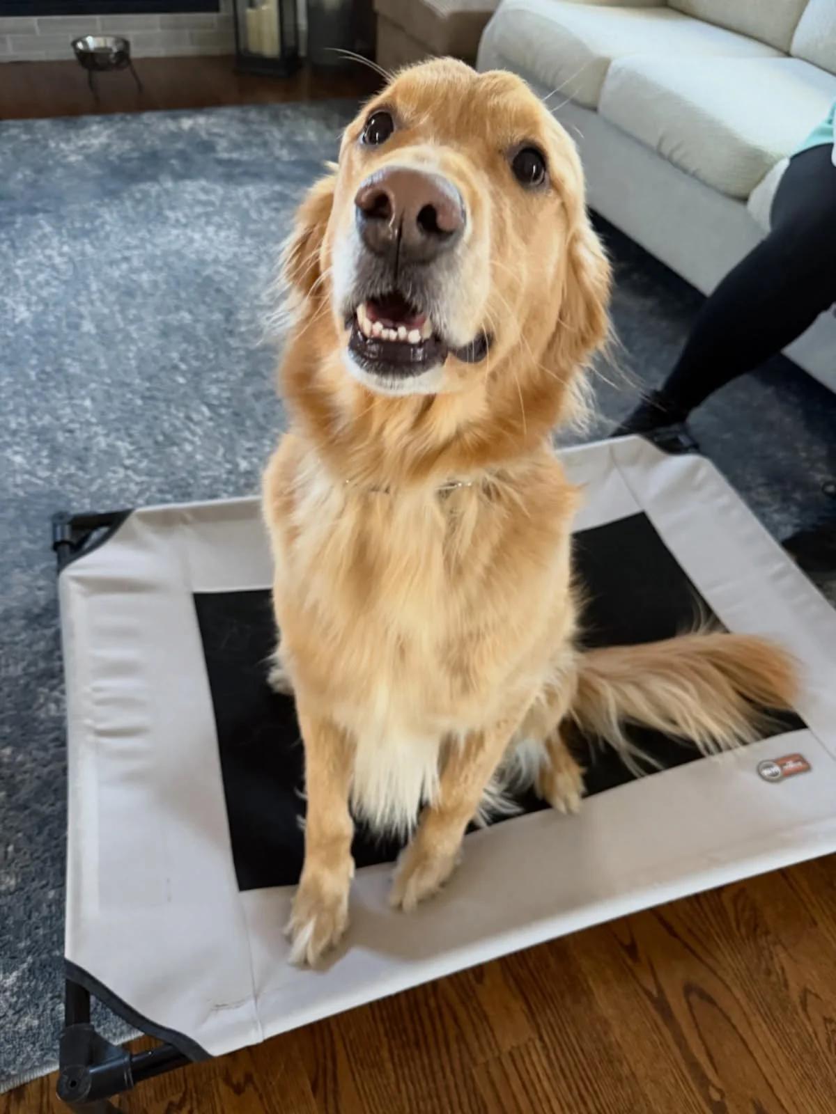 Meet Buddy the Golden Retriever! 🐾✨
He joined us because he refused to jump into the car &mdash; lots of hesitation, zero confidence.

But with a few simple adjustments and just a couple minutes of training, Buddy was hopping in like a pro! 🚗💛

He