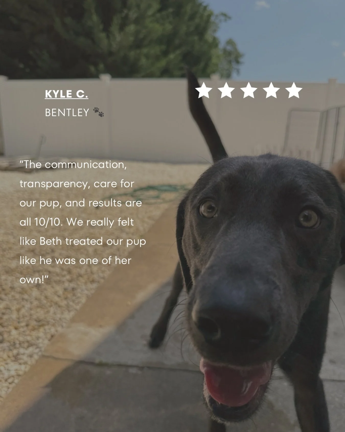 Feel Good Friday 🐾 ✨

&ldquo;My fianc&eacute; and I sent our 13 month old lab - Bentley - to Beth and we could not be more pleased ! The communication, transparency, care for our pup, and results are  all 10/10. We really felt like Beth treated our 