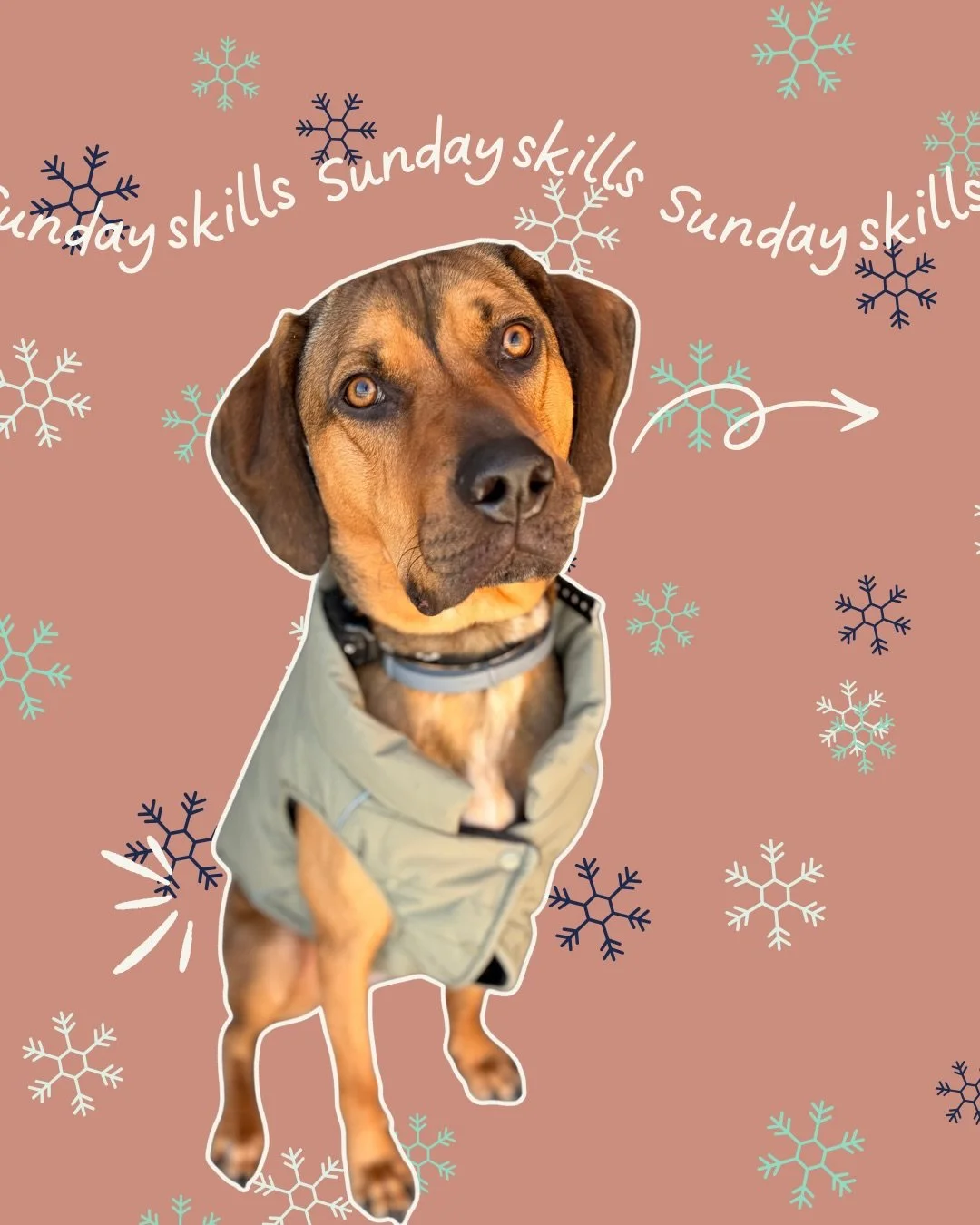 Skill Sunday 🐾

Anxious dogs don&rsquo;t need to avoid triggers &mdash;
they need to learn how to disengage from them.

Teaching your dog that looking away and resetting is rewarding gives them a skill they can use everywhere.

Notice.
Disengage.
Mo