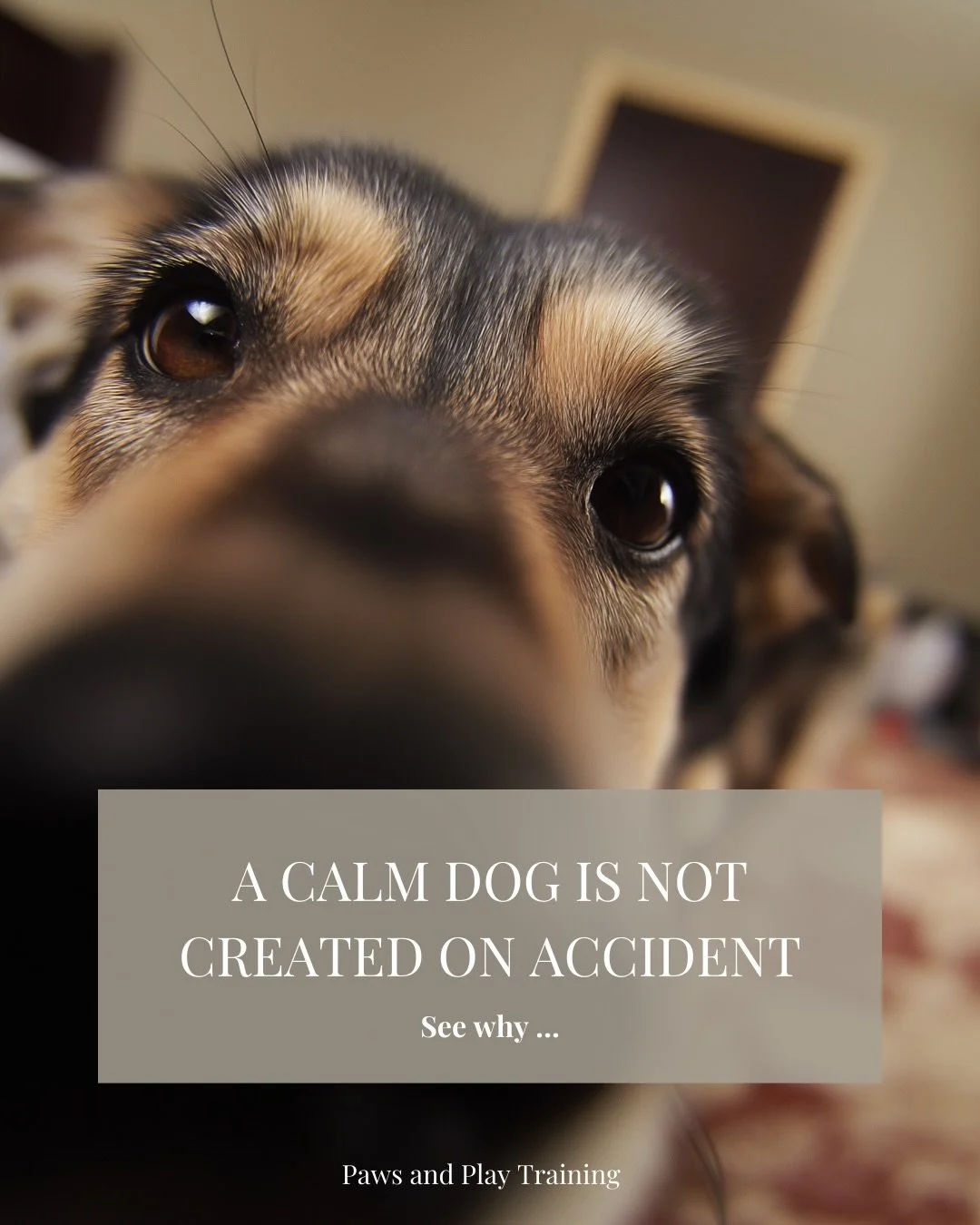 Tethering is one of the most underrated tools for teaching calm.

Not because it restrains dogs &mdash;
but because it teaches humans when to stay neutral.

Calm dogs are created when:
&bull; Chaos stops getting attention
&bull; Calm starts getting r