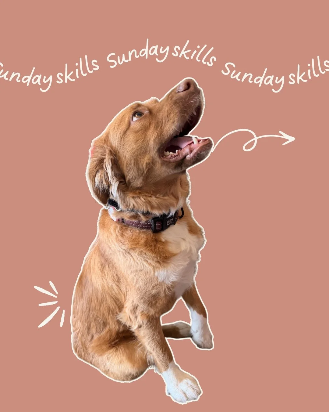 Skill Sunday 🐾

Many dogs struggle not because they&rsquo;re stubborn, but because they don&rsquo;t understand pressure.

Teaching your dog how to follow light guidance creates clarity, reduces frustration, and builds calmer movement in everyday lif