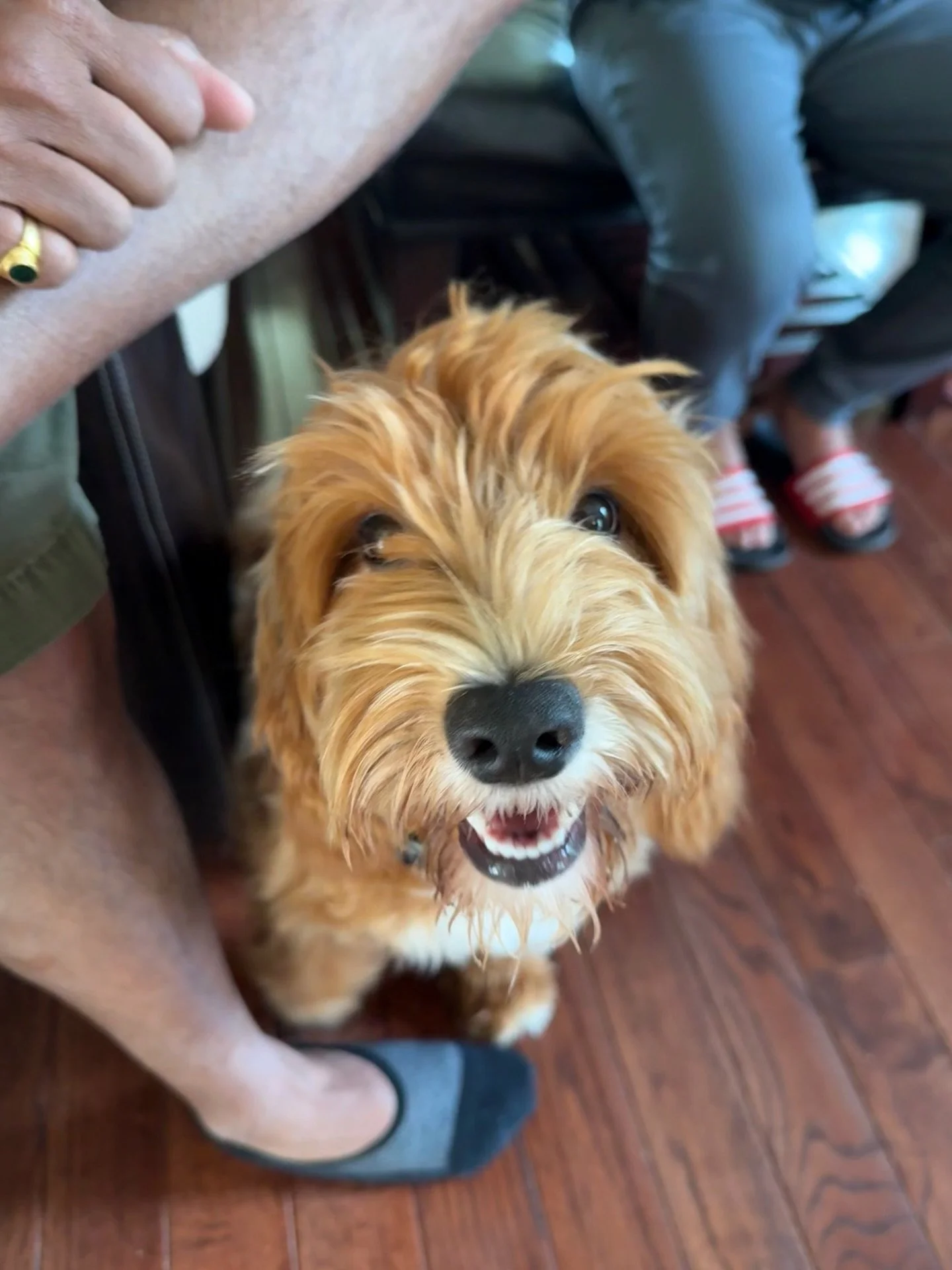 Our in-home boarding is exactly what it sounds like 🐾

Dogs stay in our homes, not in kennels or facilities. Every boarding dog completes a meet and greet first to make sure it&rsquo;s a good fit for everyone &mdash; dog, family, and environment.

W