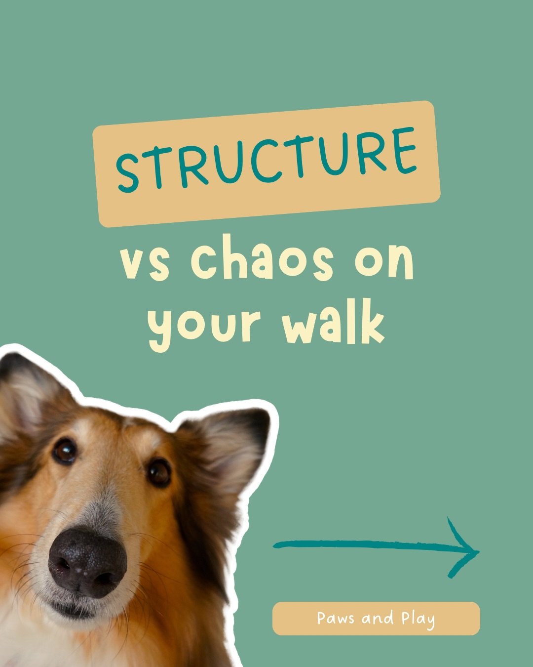 Most people think walks are just for exercise.

But walks are actually one of the most important training opportunities you have with your dog.

When dogs pull, rush, and react to everything around them, they are practicing excitement and impulsive b