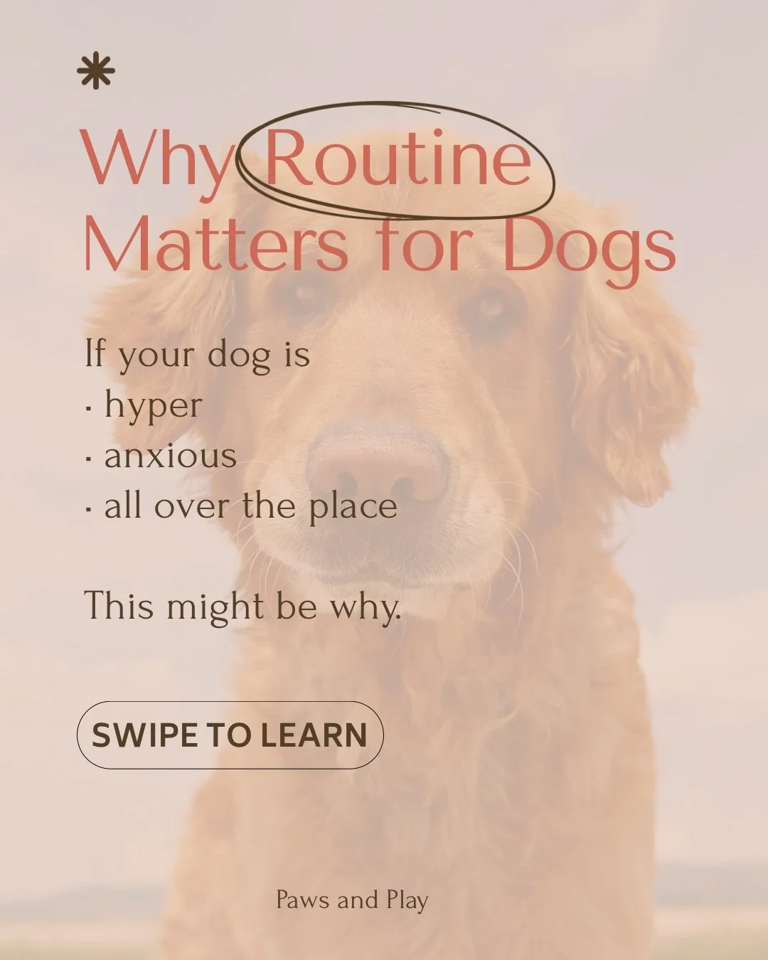 Most dog owners focus on more exercise, more toys, more stimulation.

But what most dogs actually need is more structure.

Routine gives dogs:

&bull; clarity
&bull; predictability
&bull; a sense of safety

And when dogs feel safe, their behavior imp