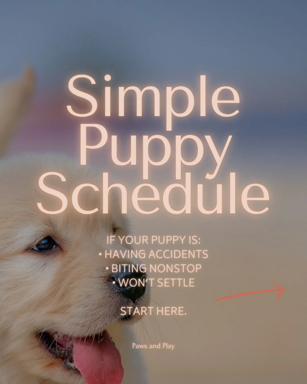 Most puppy problems aren&rsquo;t actually &ldquo;behavior issues.&rdquo;

They&rsquo;re routine issues.

When puppies don&rsquo;t have structure, you&rsquo;ll see:
&bull; accidents
&bull; biting
&bull; zoomies
&bull; inability to settle

But when you