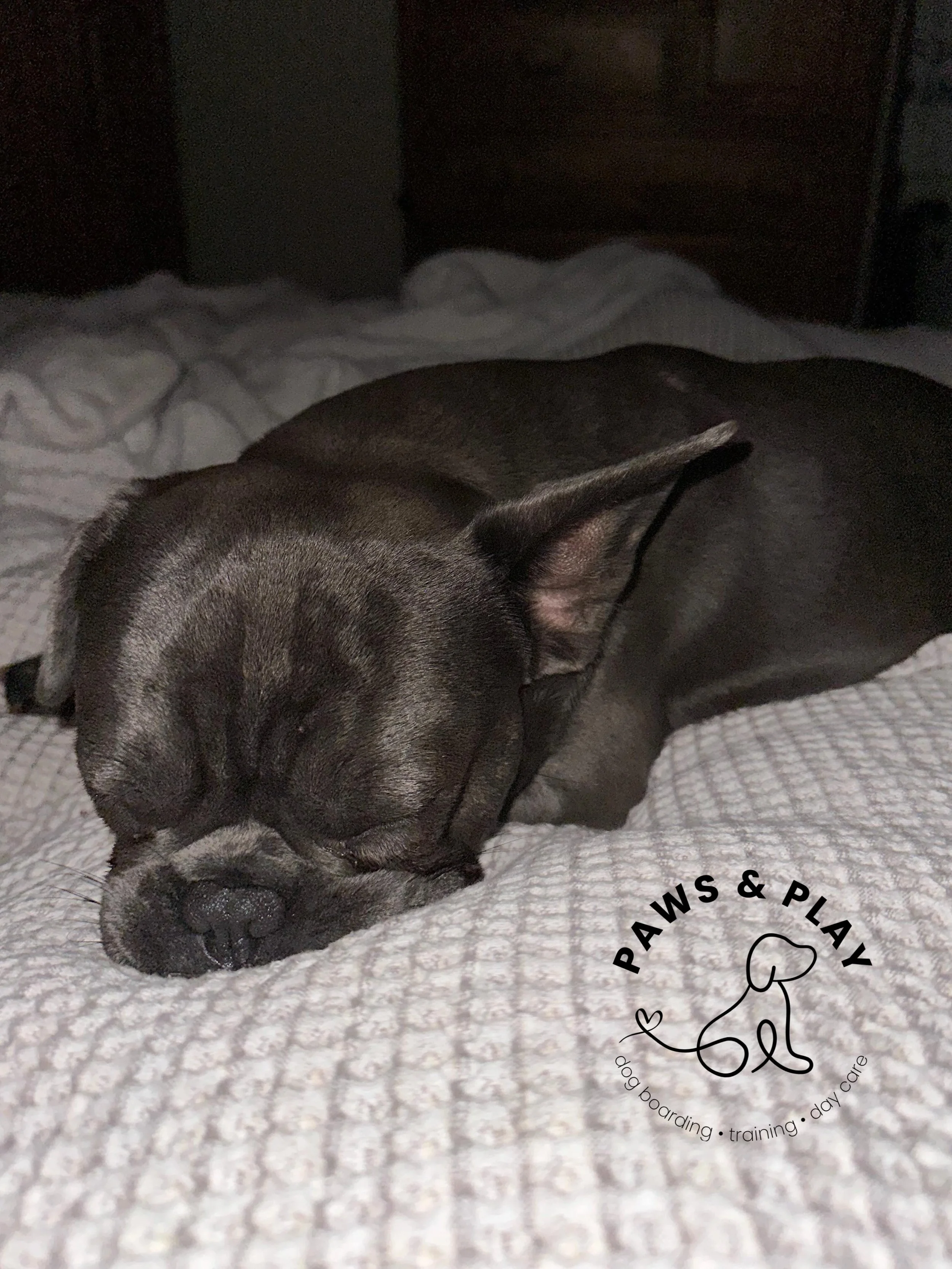 🏡 Boarding with us costs a little more.

🐾 Your dog sleeping this peacefully while you&rsquo;re away? Absolutely priceless.

&bull;&bull;&bull;

📍We offer overnight boarding in our home, controlled daycare, walks, and private training in Ocean and