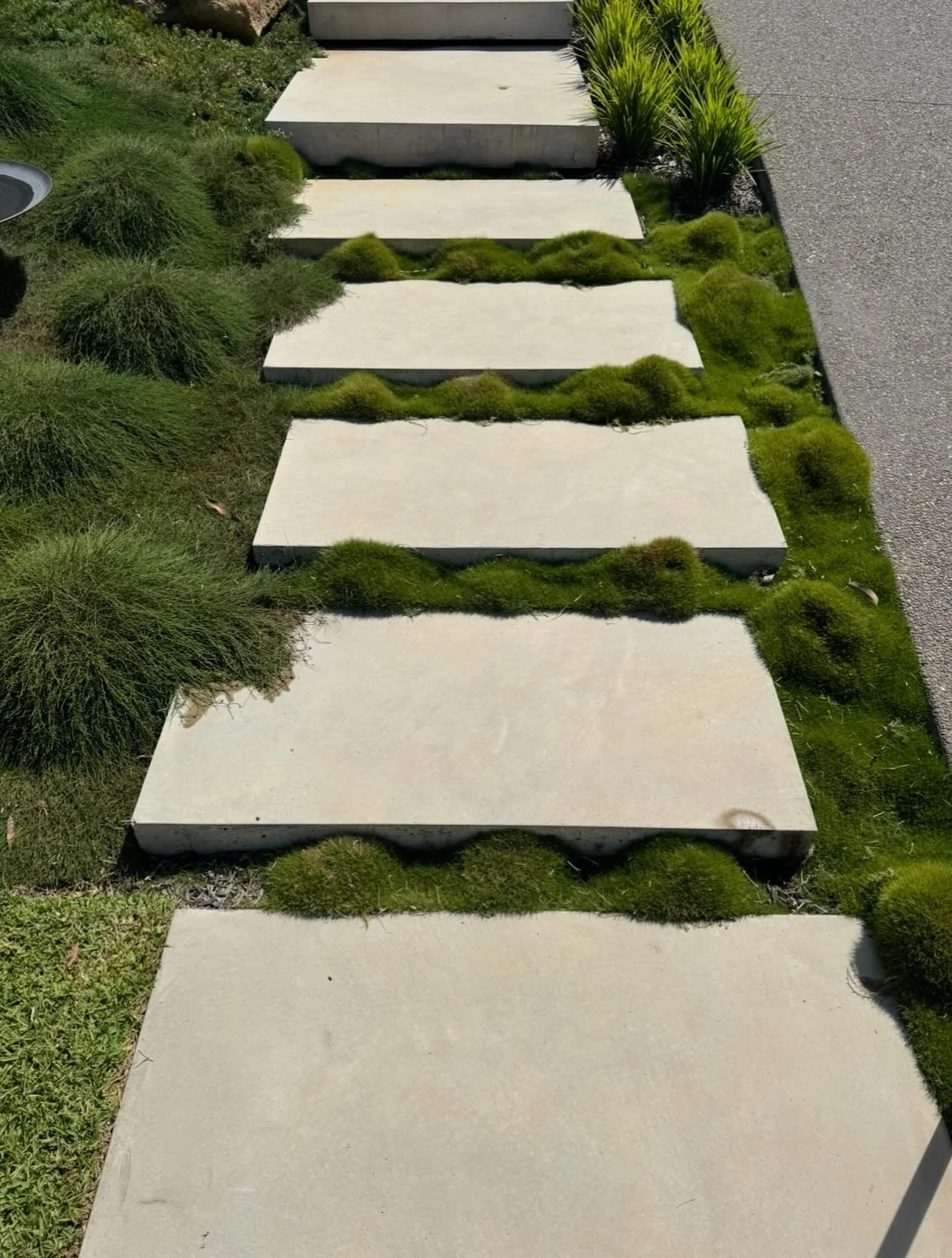 Mollymook taking nicely. 

-
-
-
-
-

#concrete #concretesteppers #steppers #polishedconcrete #zoysia #cousinit #love #gardens #entrancegoals #photoftheday #groundcover