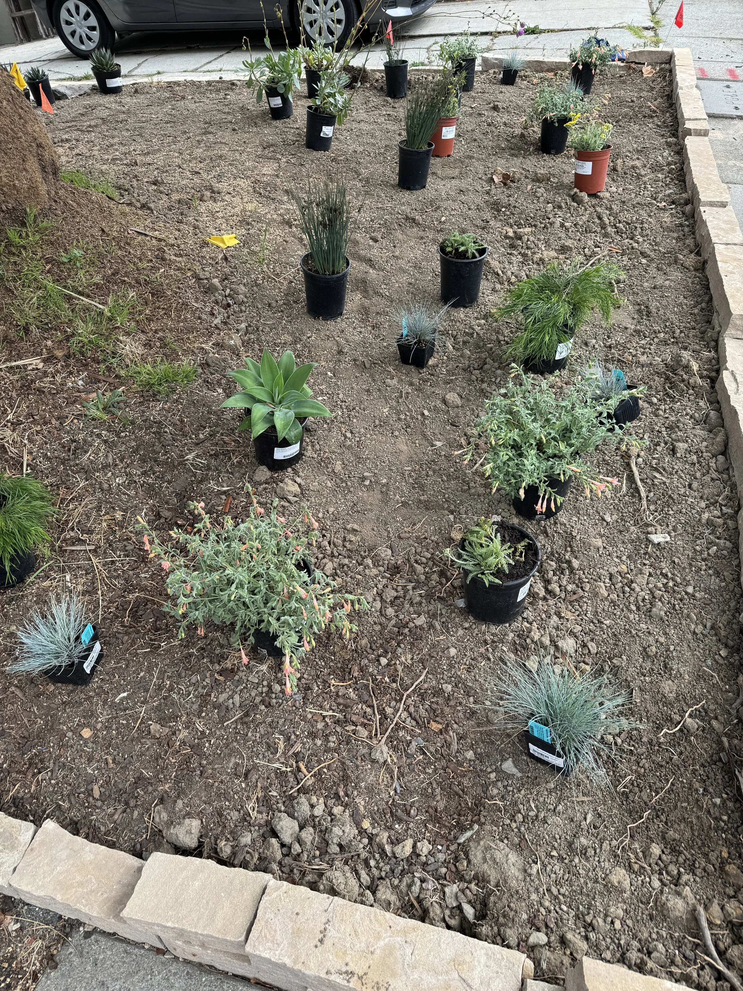 Front Yard planting area next to public sidewalk