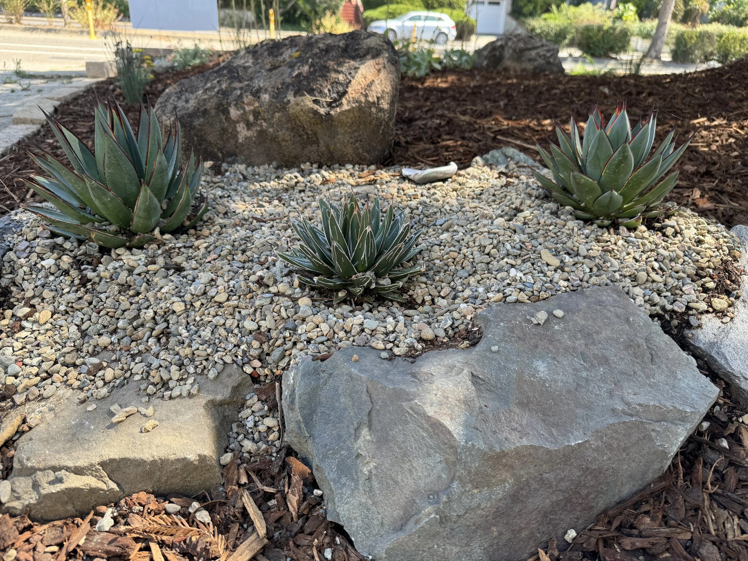 Featured agave bed