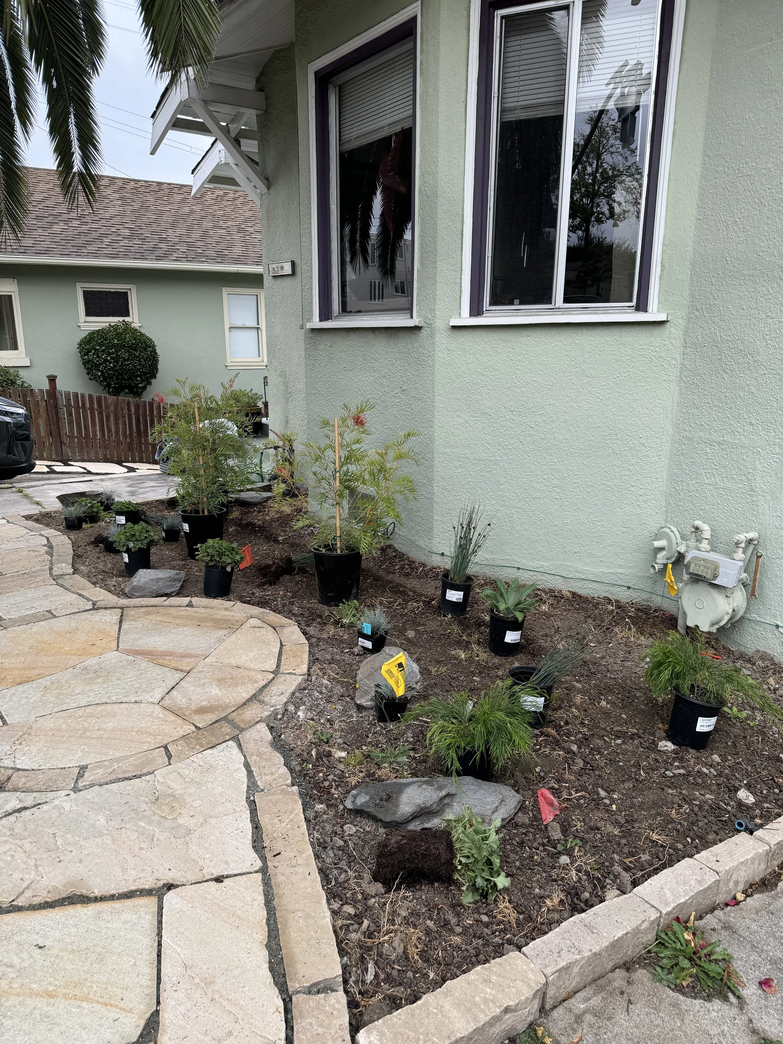 Plants laid out next to house