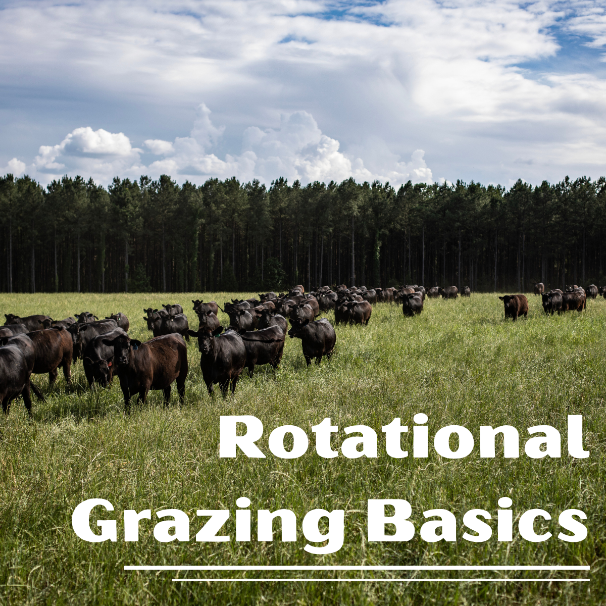 The Basics of Rotational Grazing