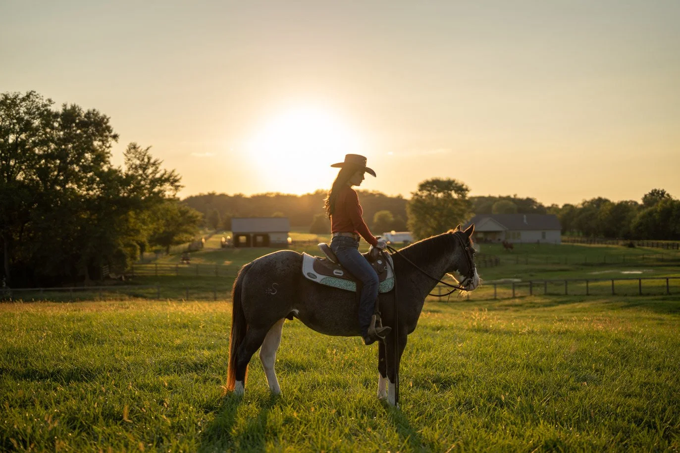 “So you want to buy a horse...”&nbsp;